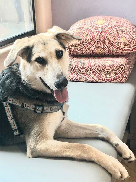 FRANKIE, a Adoptable mixed breed in Oro Valley, AZ image 4/4