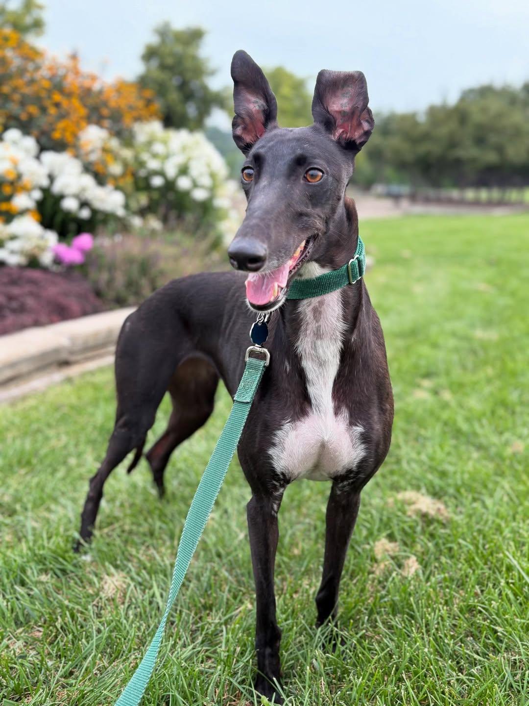 Sadie, Adoptable, Adult Female Greyhound.