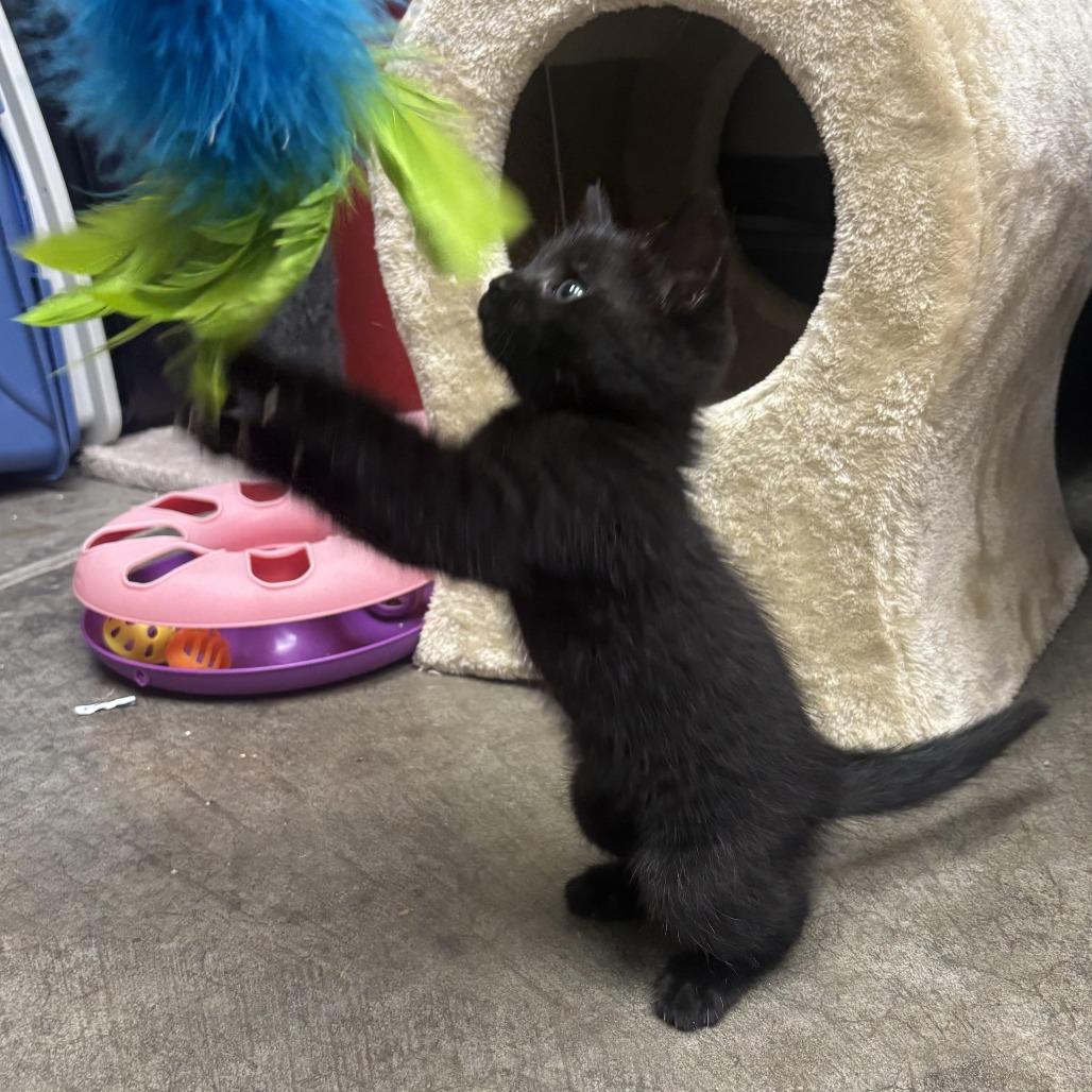 Enlarge Felix, a Adoptable Domestic Short Hair in Waynesburg, PA image 2/4