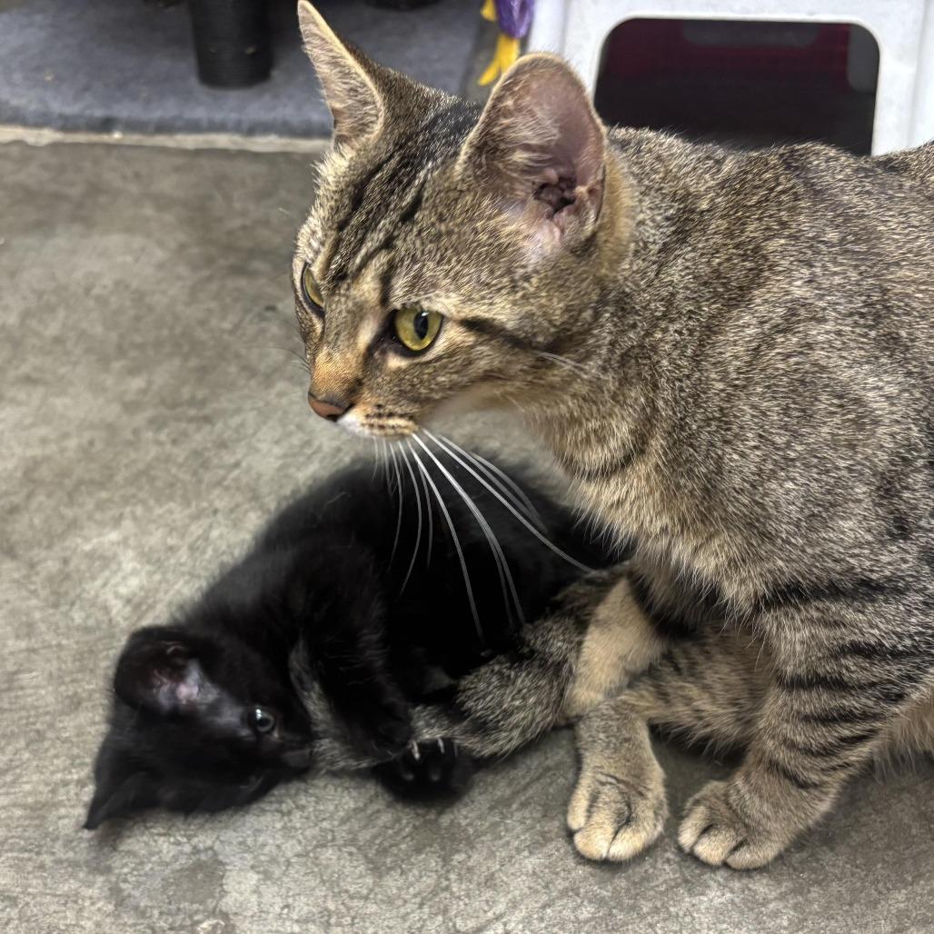 Enlarge Felix, a Adoptable Domestic Short Hair in Waynesburg, PA image 3/4