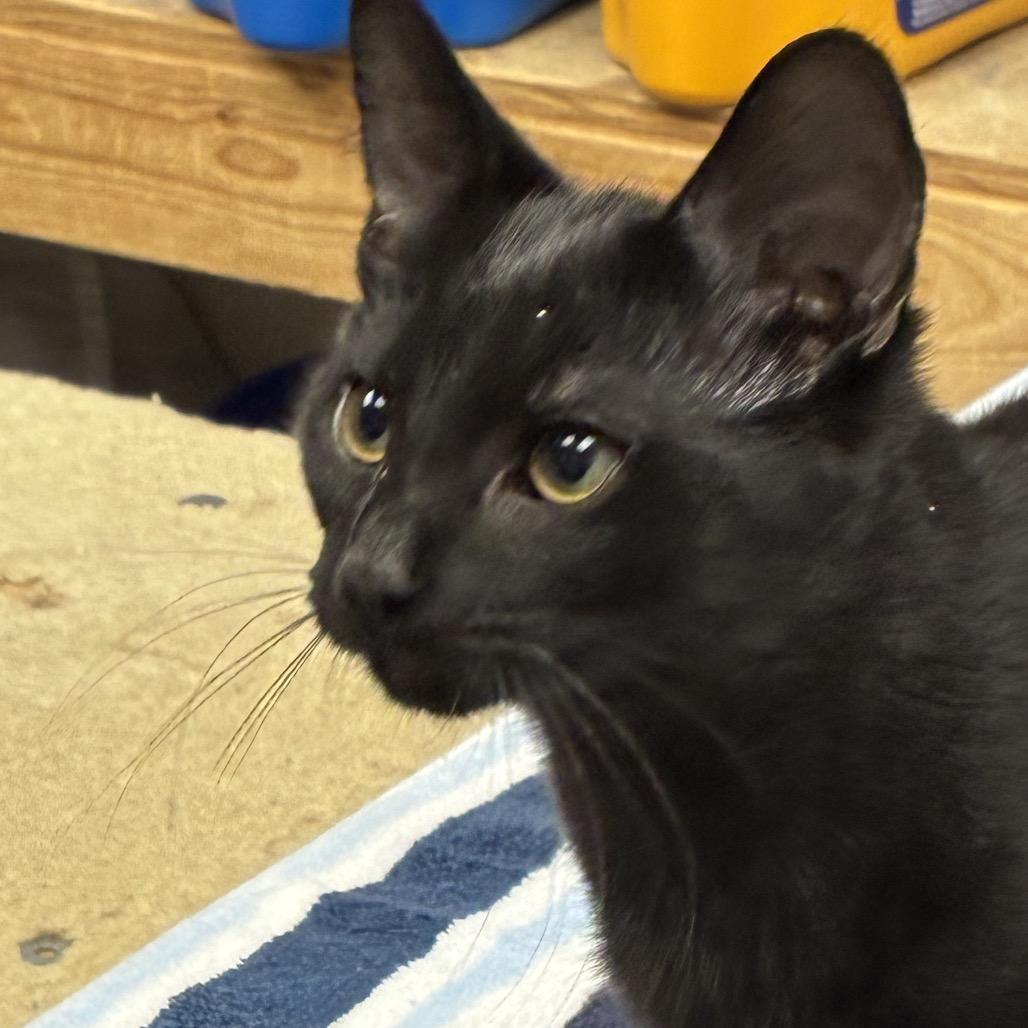 Felix, Adoptable, Kitten Male Domestic Short Hair.