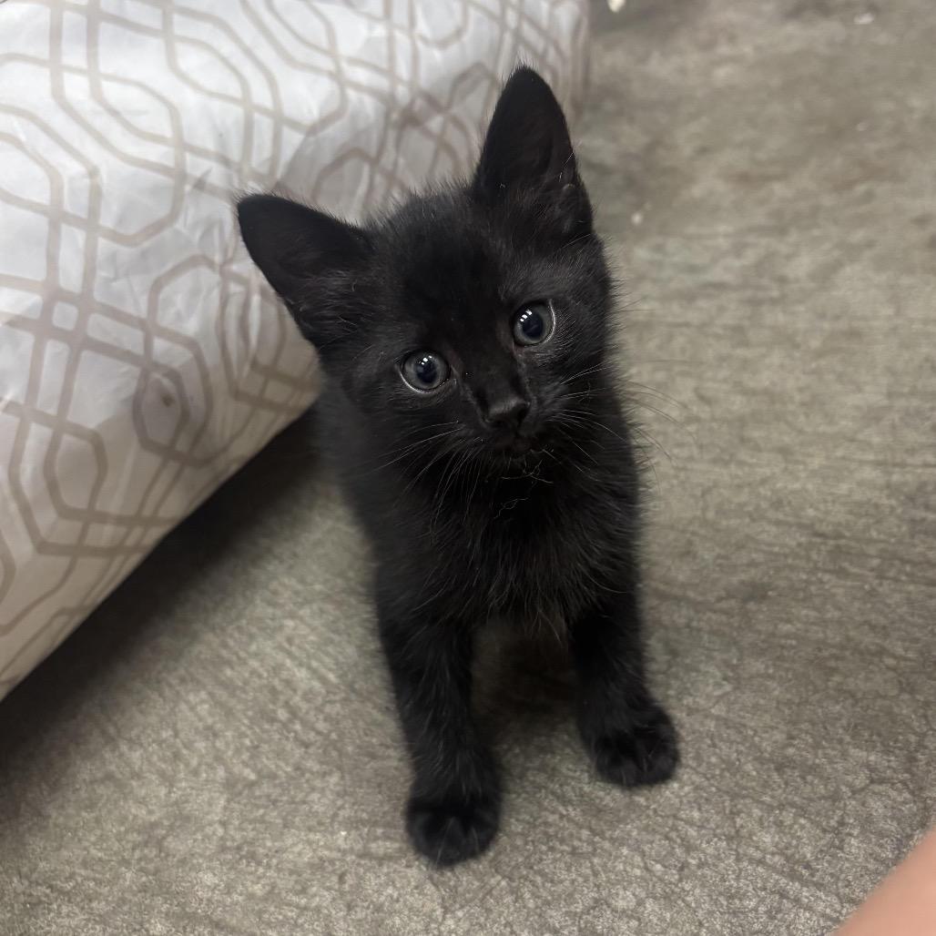 Felix, Adoptable, Kitten Male Domestic Short Hair.