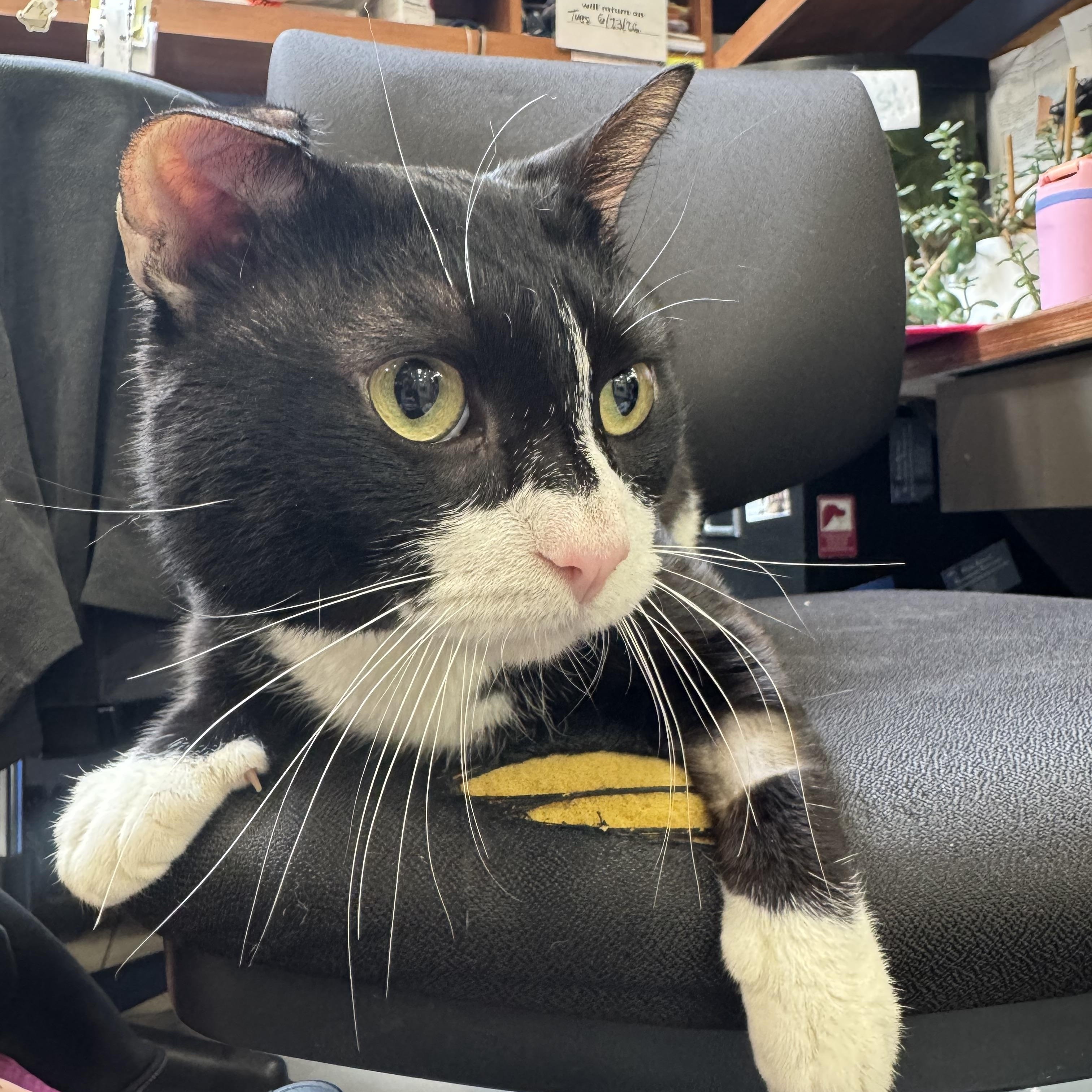 Enlarge Bruno, an adopted Domestic Short Hair in New York, NY image 4/6