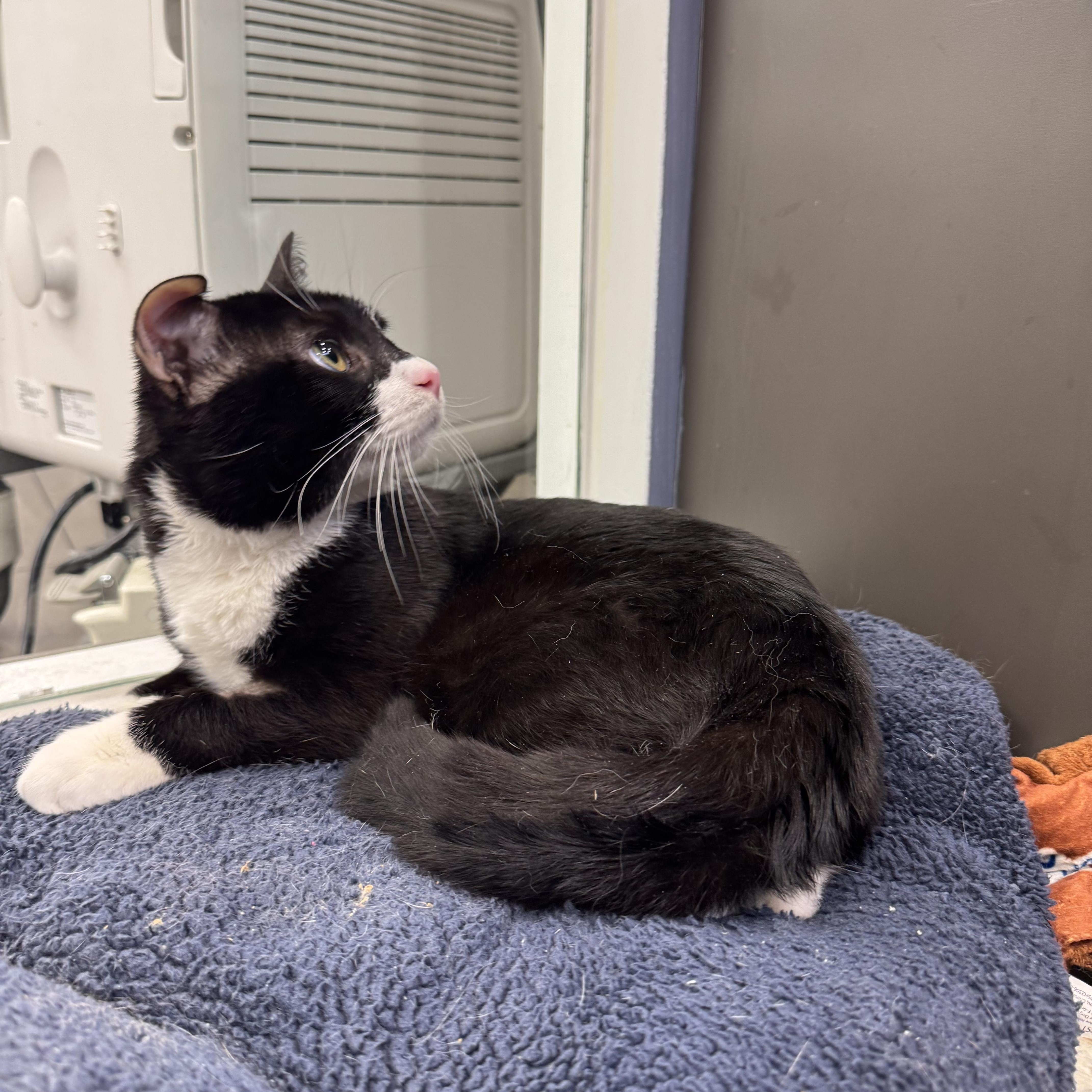 Enlarge Bruno, an adopted Domestic Short Hair in New York, NY image 5/6