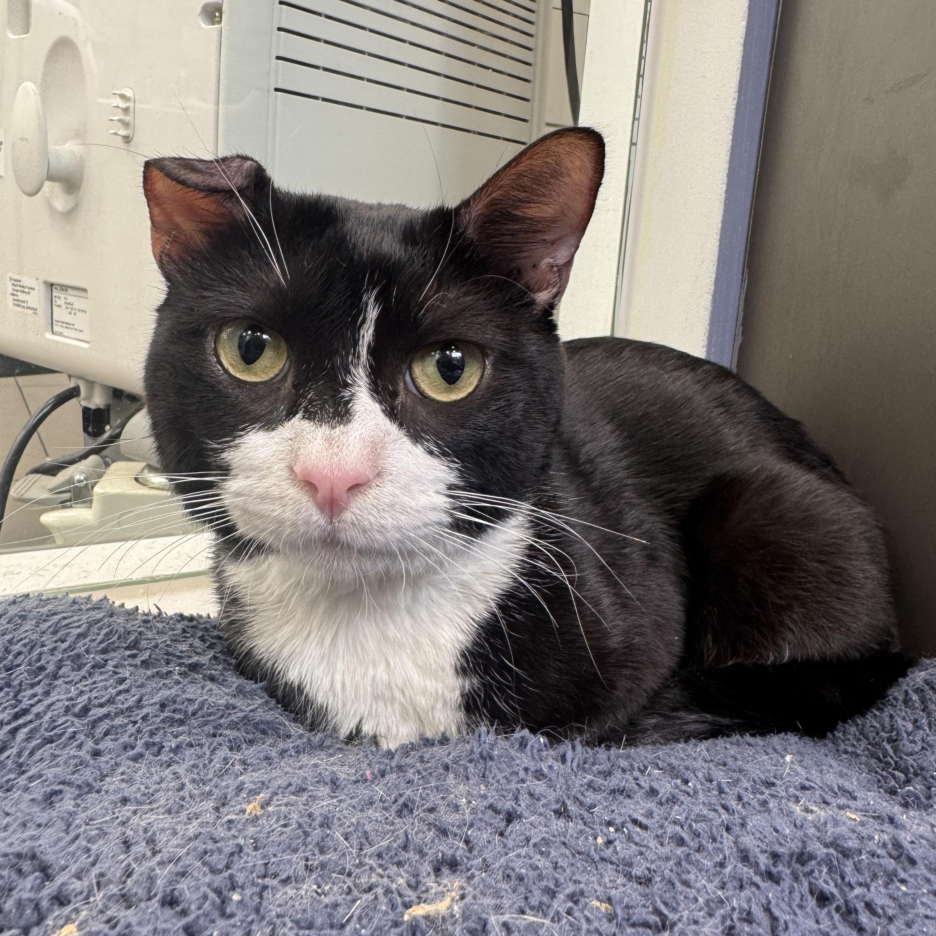 Bruno, adopted, Young Male Domestic Short Hair.