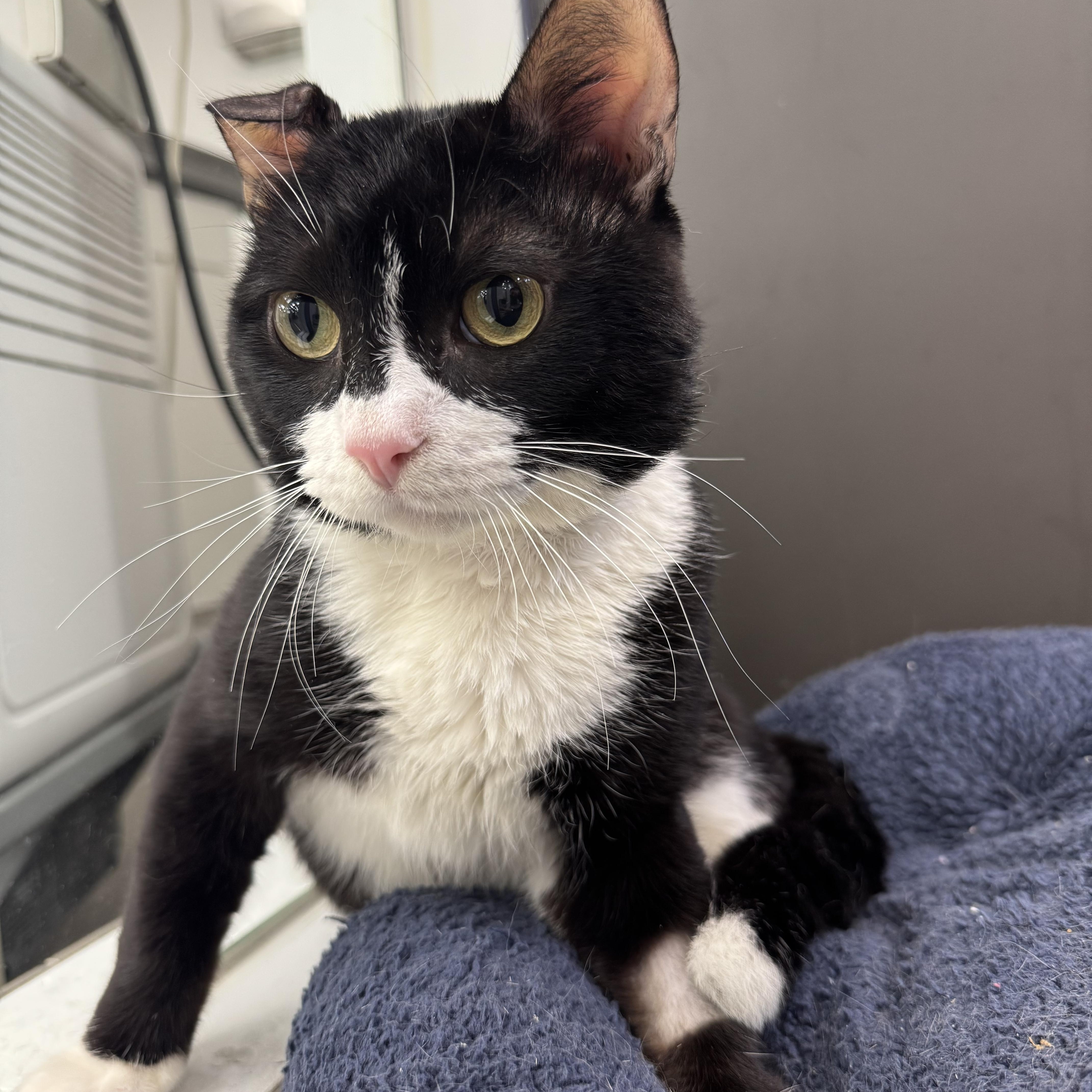 Enlarge Bruno, an adopted Domestic Short Hair in New York, NY image 2/6