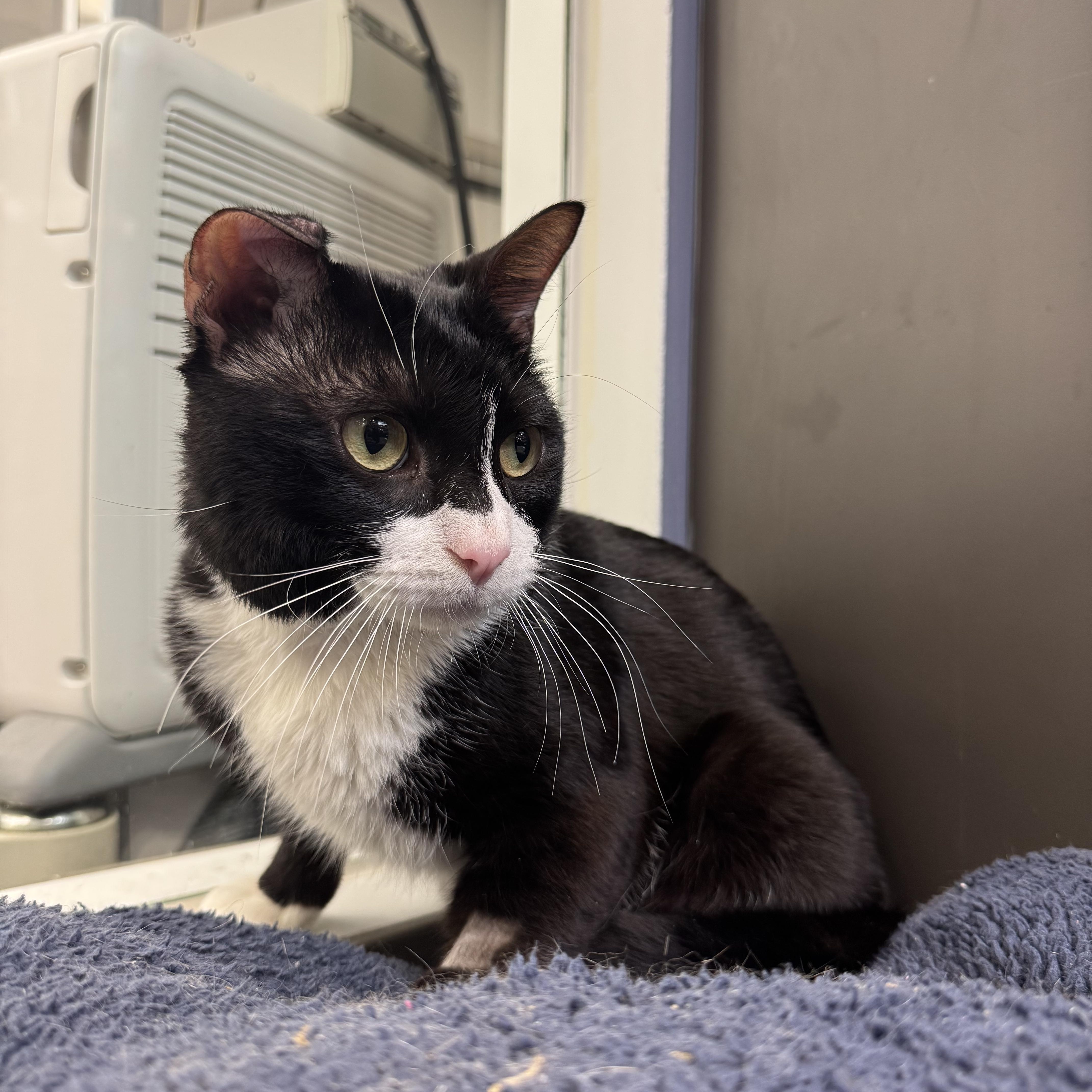 Enlarge Bruno, an adopted Domestic Short Hair in New York, NY image 6/6