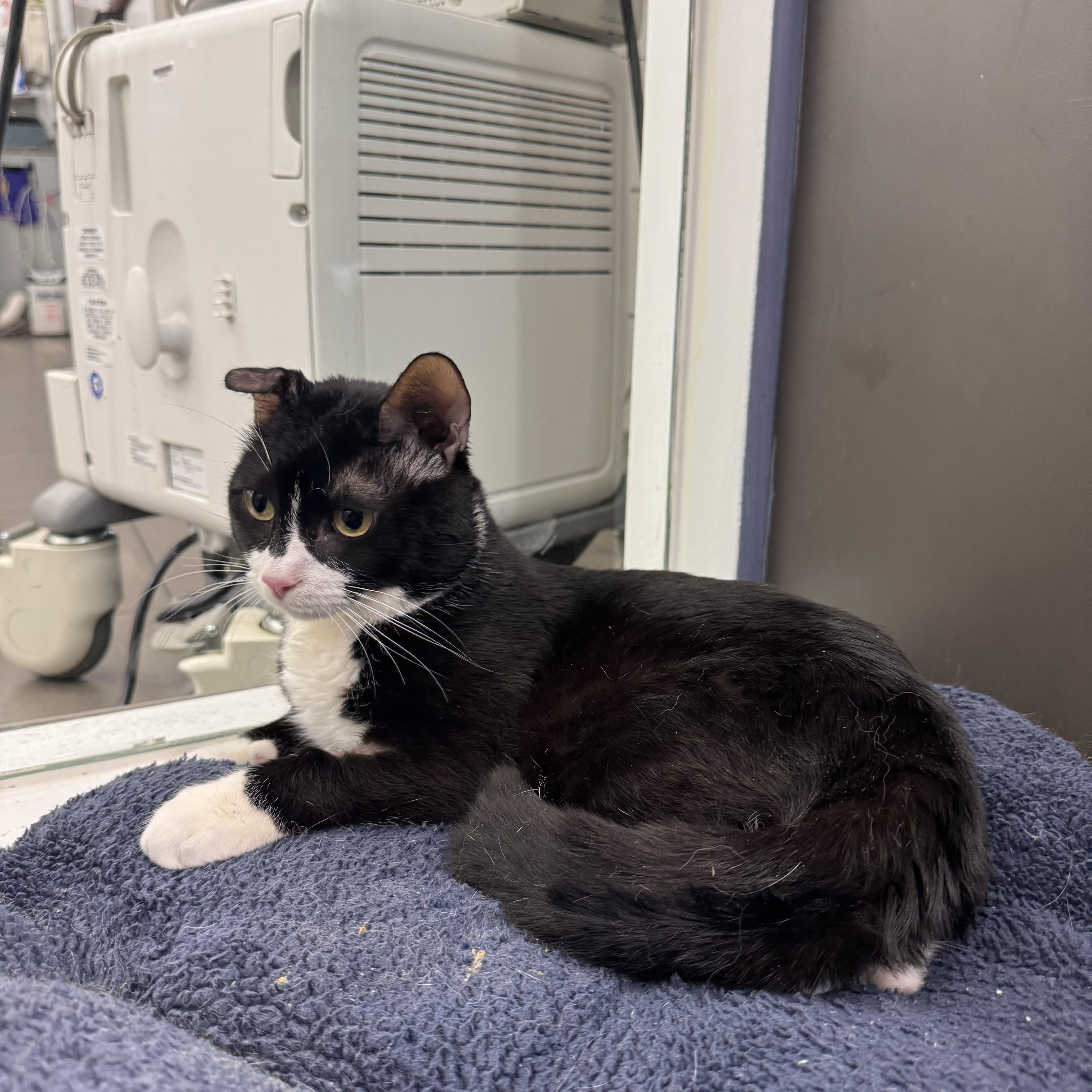 Enlarge Bruno, an adopted Domestic Short Hair in New York, NY image 3/6