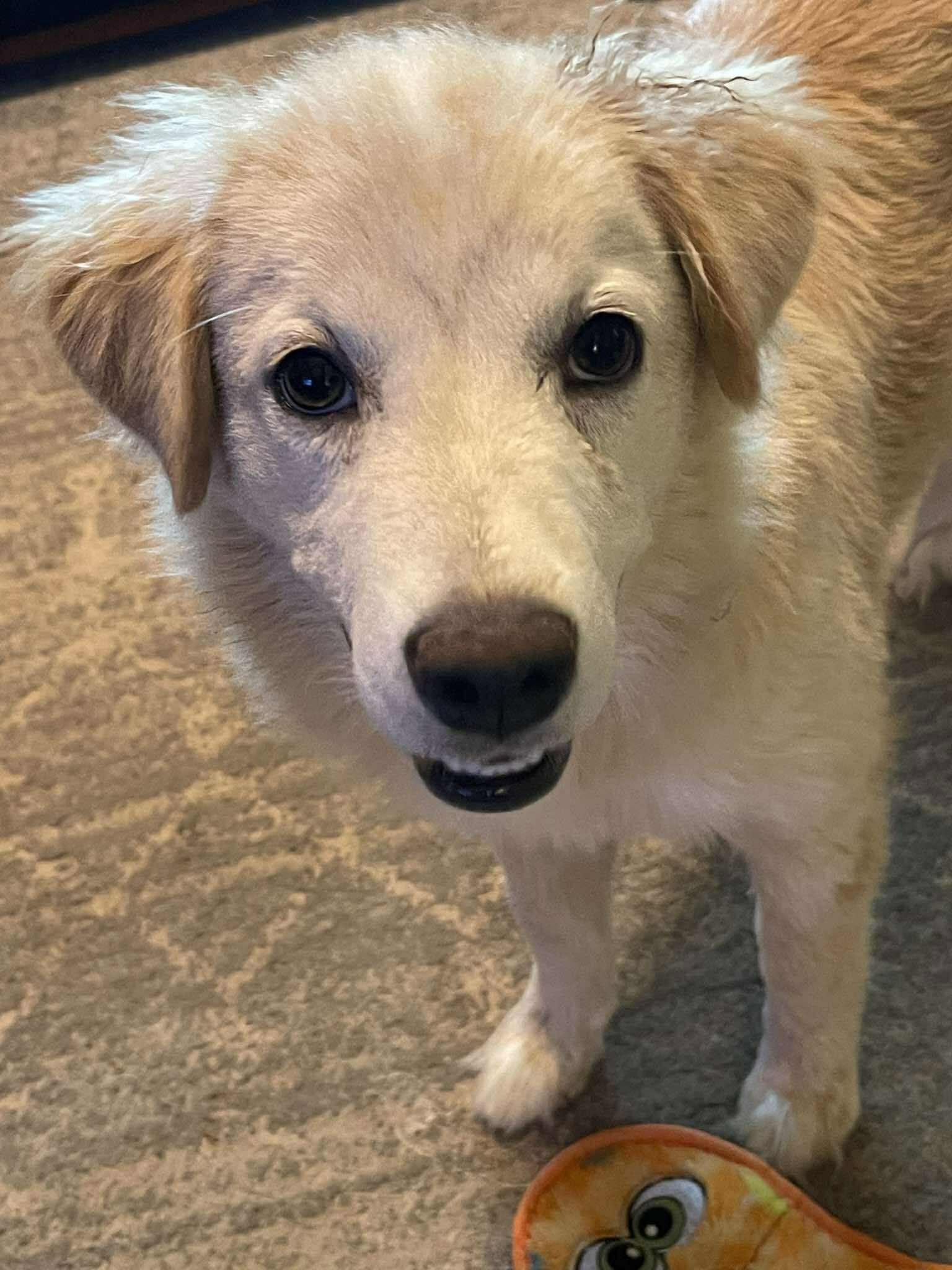 Enlarge Goldie Locks, a Adopted mixed breed in Tulsa, OK image 6/6