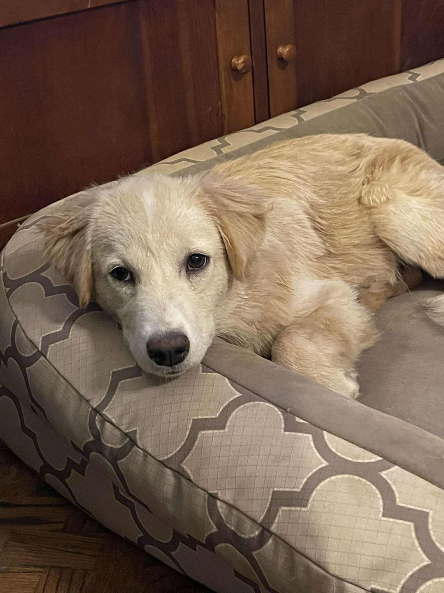 Enlarge Goldie Locks, a Adopted mixed breed in Tulsa, OK image 5/6