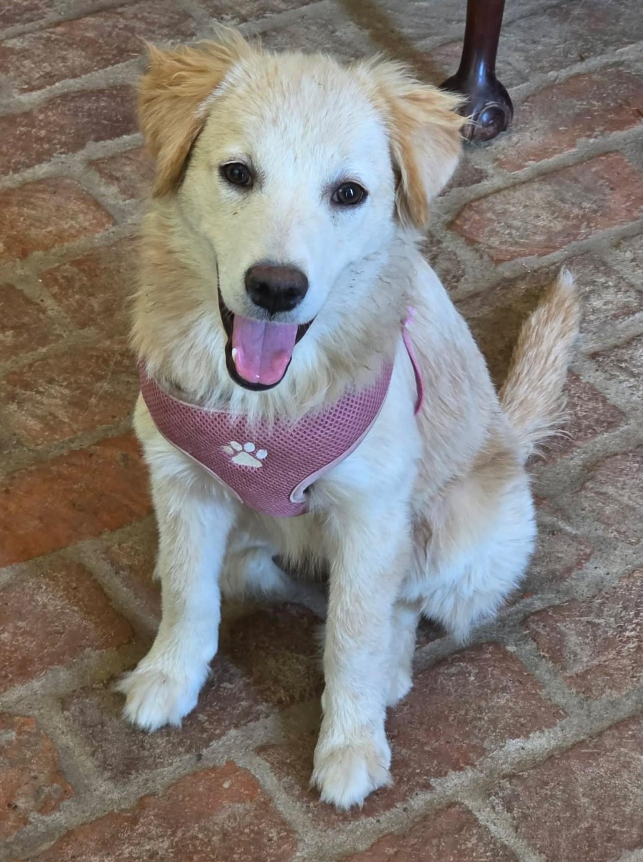 Enlarge Goldie Locks, a Adopted mixed breed in Tulsa, OK image 1/6