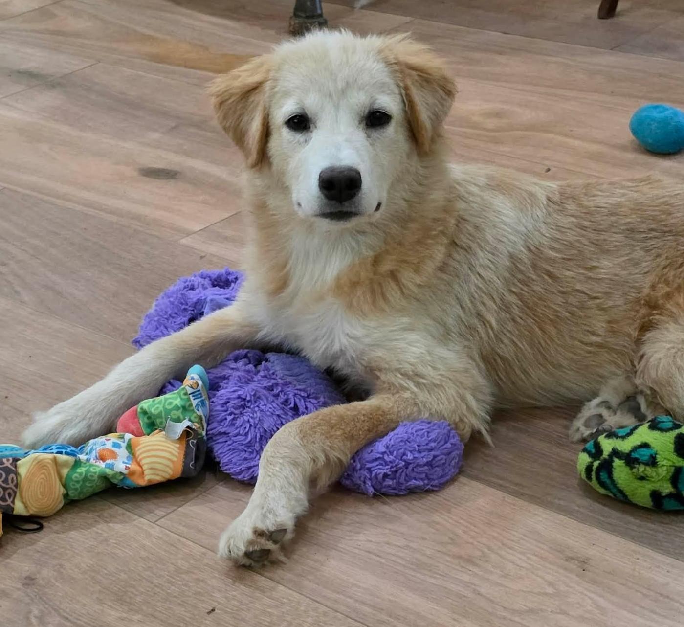 Enlarge Goldie Locks, a Adopted mixed breed in Tulsa, OK image 4/6