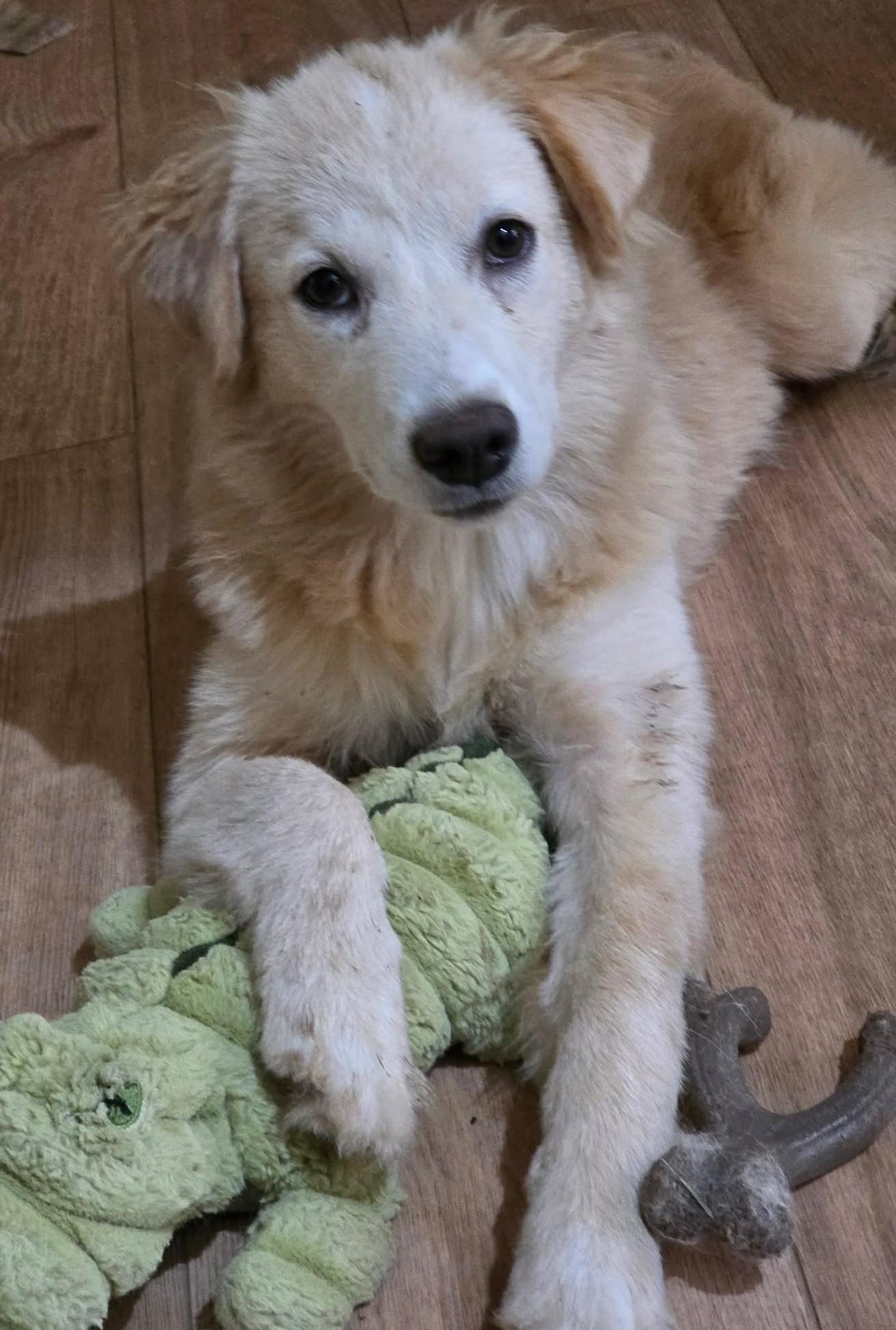Enlarge Goldie Locks, a Adopted mixed breed in Tulsa, OK image 3/6