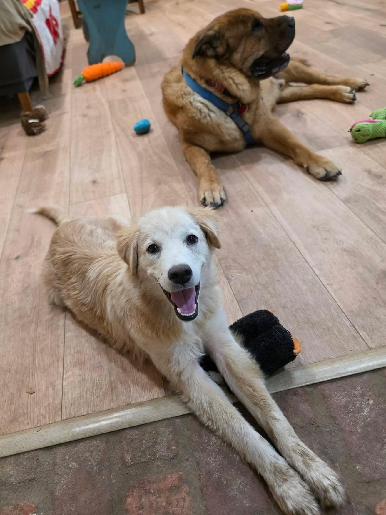 Enlarge Goldie Locks, a Adopted mixed breed in Tulsa, OK image 2/6