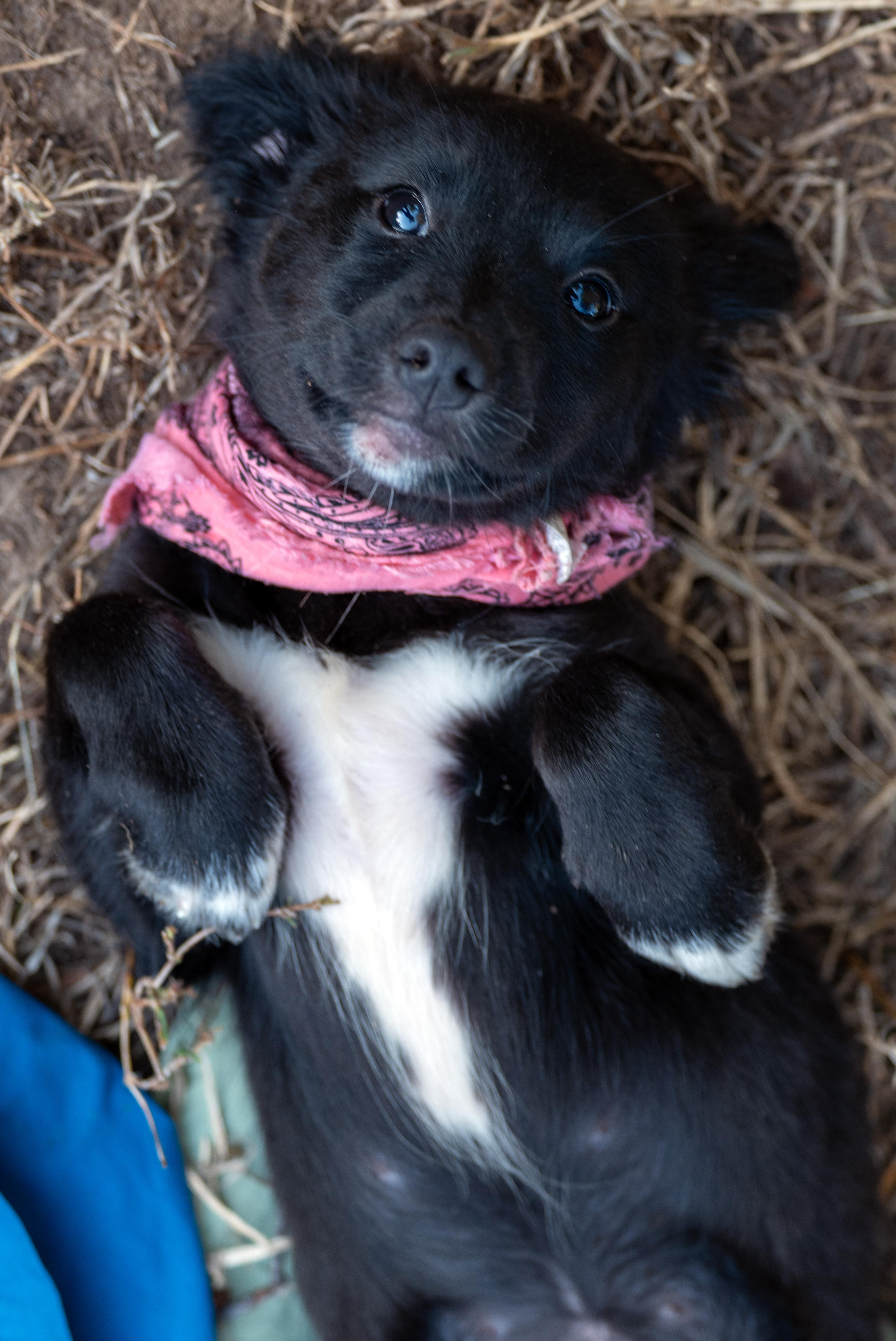 Enlarge Nova, a Adopted mixed breed in Michigan City, IN image 5/6