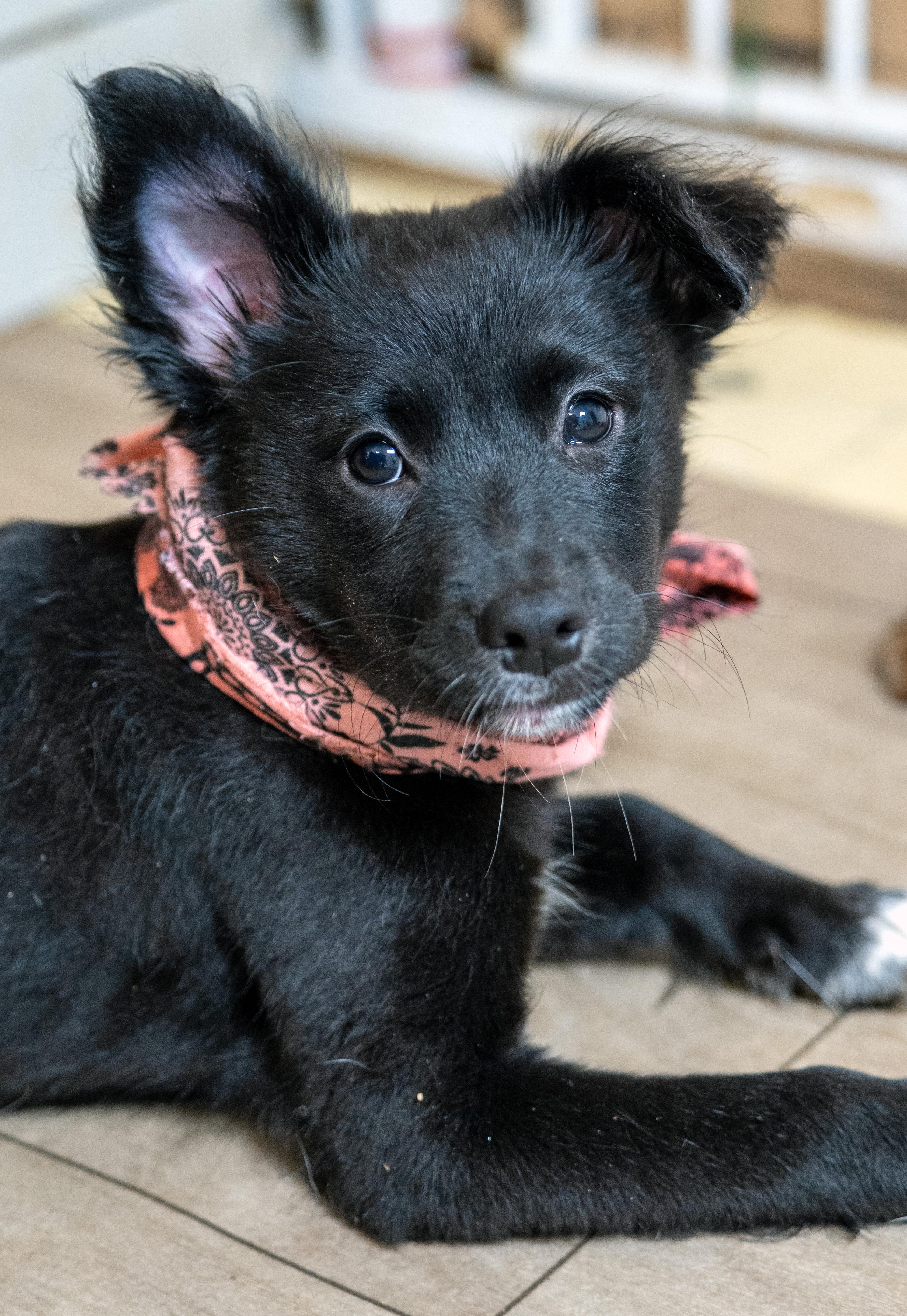 Enlarge Nova, a Adopted mixed breed in Michigan City, IN image 4/6