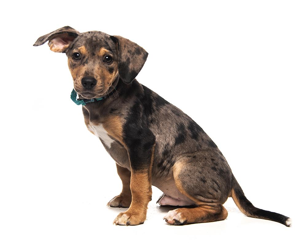 Silas, an adopted mixed breed in Edison, NJ image 3/5