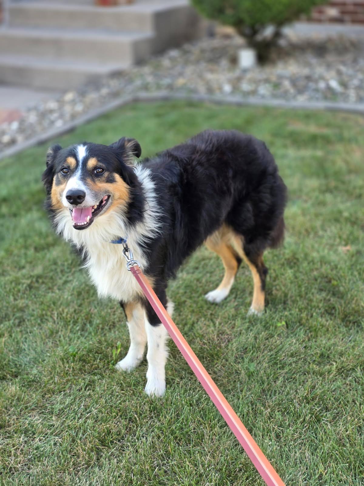 Enlarge Dan, a Adopted Border Collie in Orland Park, IL image 1/2