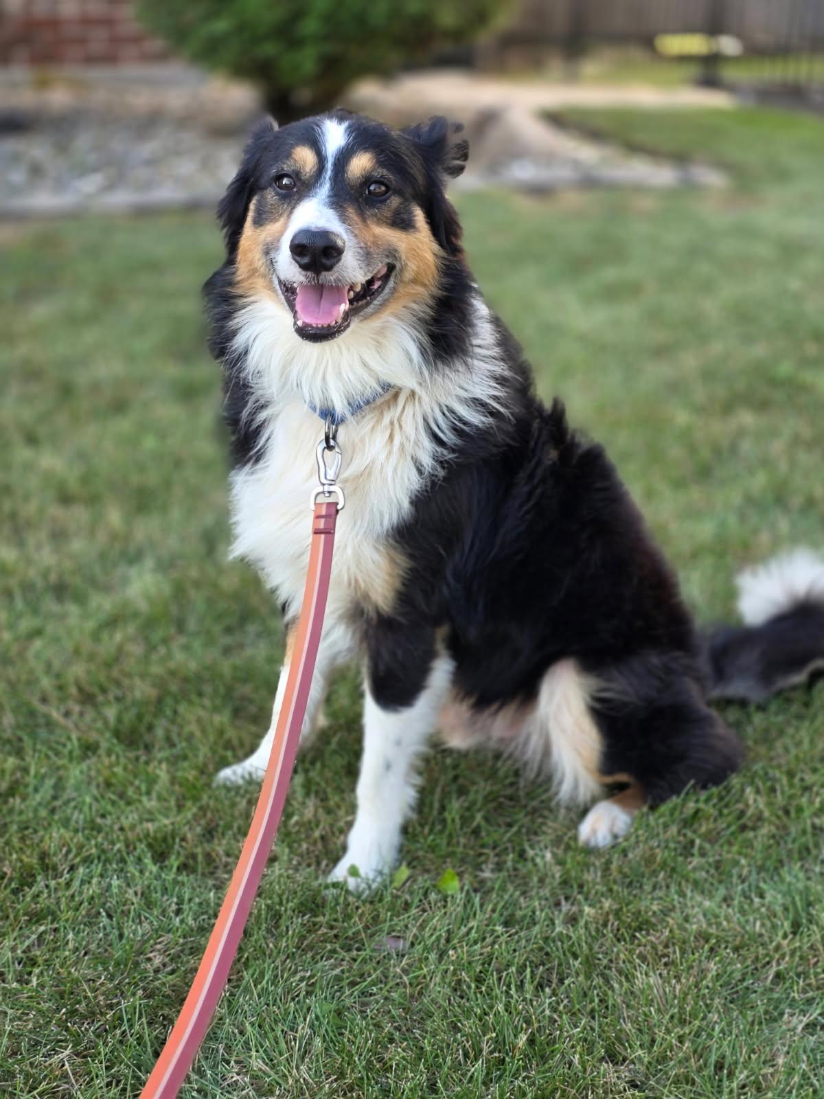 Enlarge Dan, a Adopted Border Collie in Orland Park, IL image 2/2