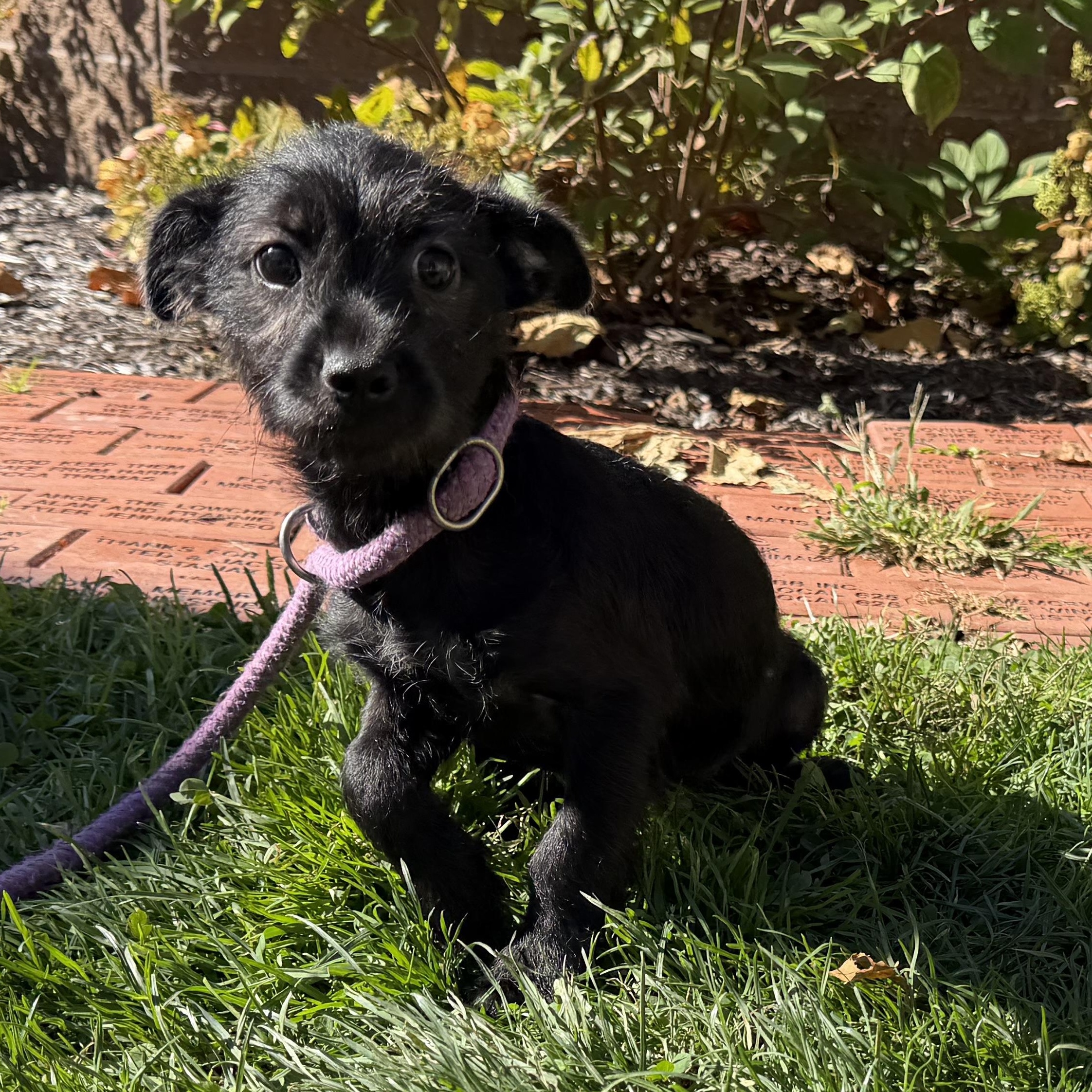 Enlarge Snape, a Adoptable mixed breed in Latrobe, PA image 2/5