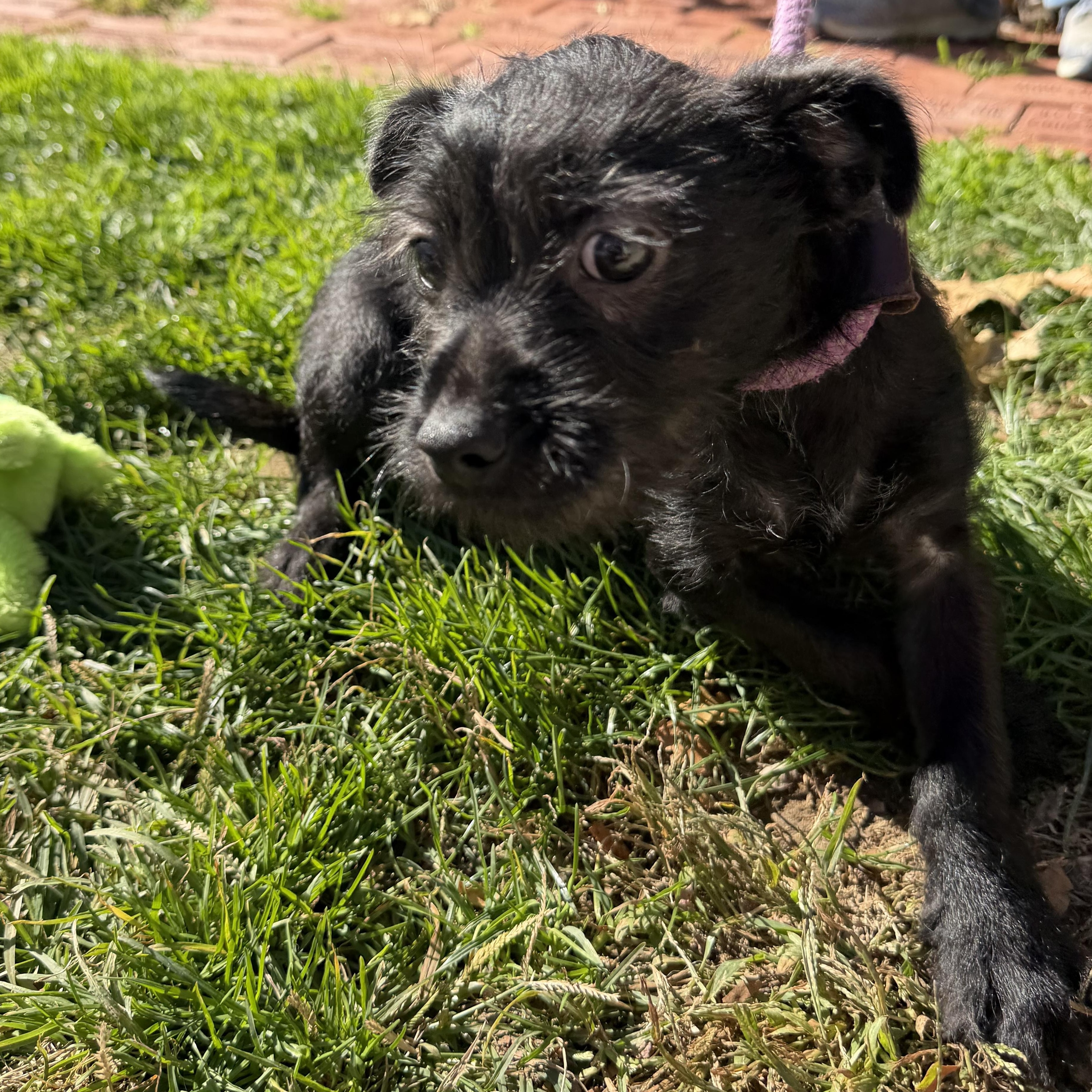 Enlarge Snape, a Adoptable mixed breed in Latrobe, PA image 3/5