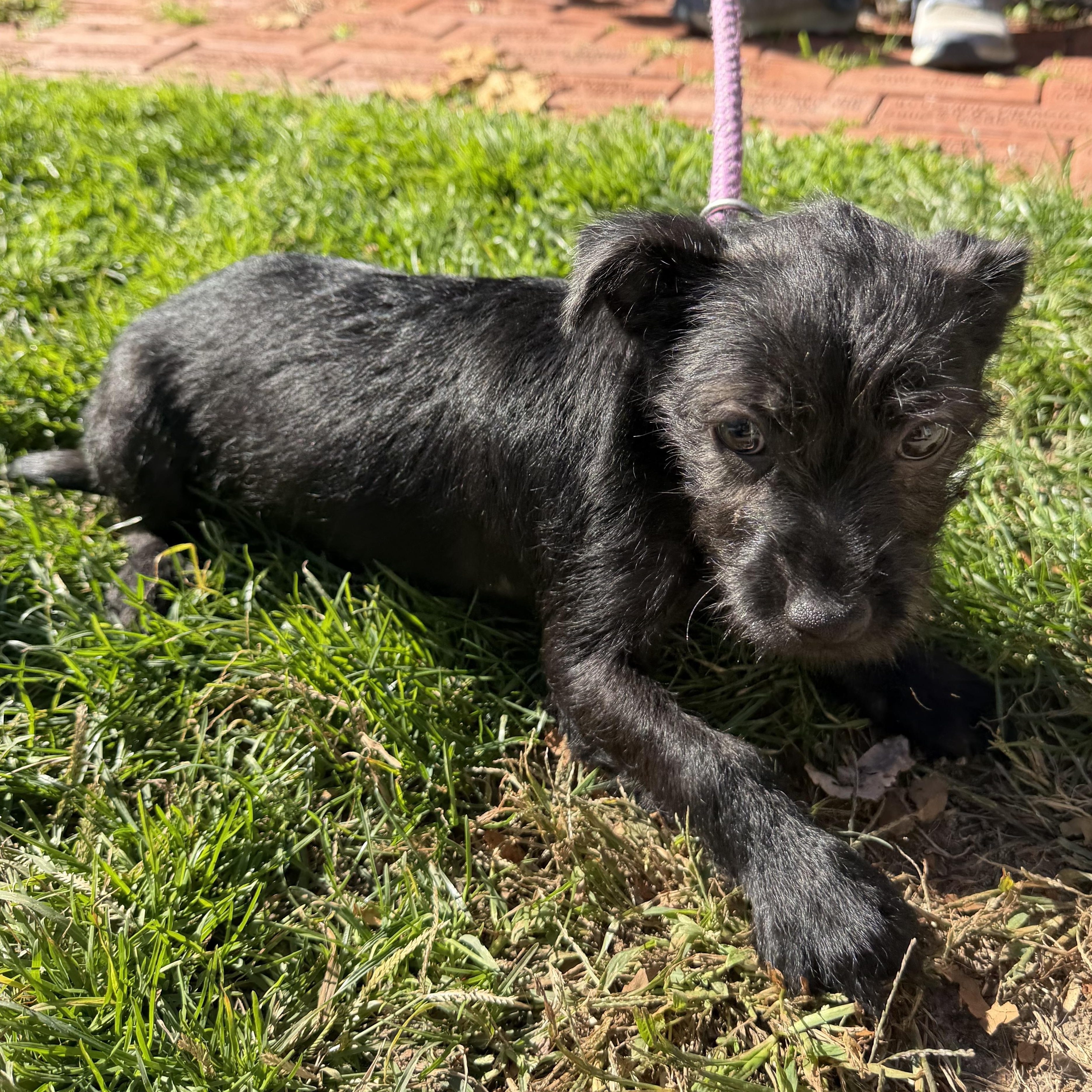 Enlarge Snape, a Adoptable mixed breed in Latrobe, PA image 5/5