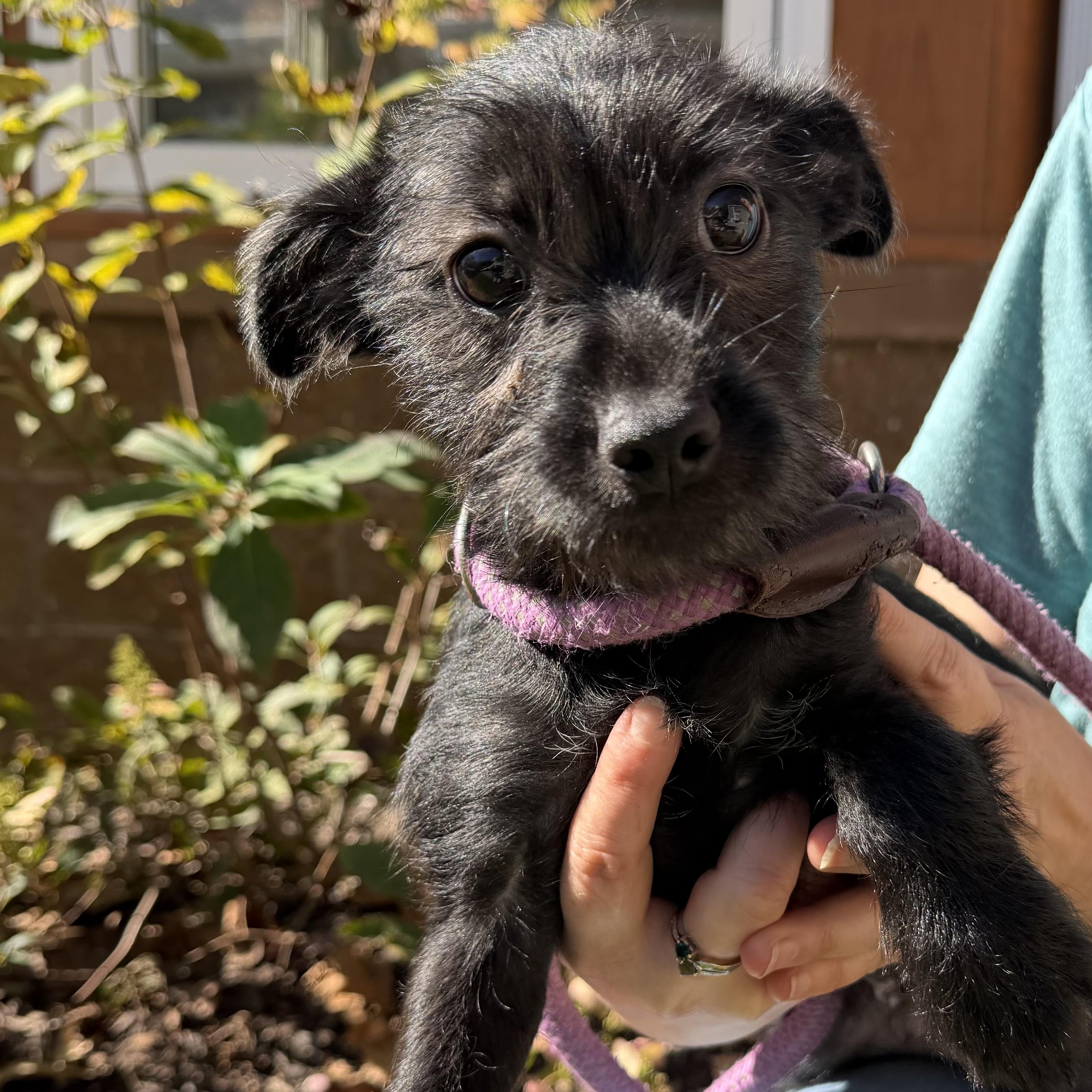 Snape, Adoptable, Puppy Male Schnauzer.