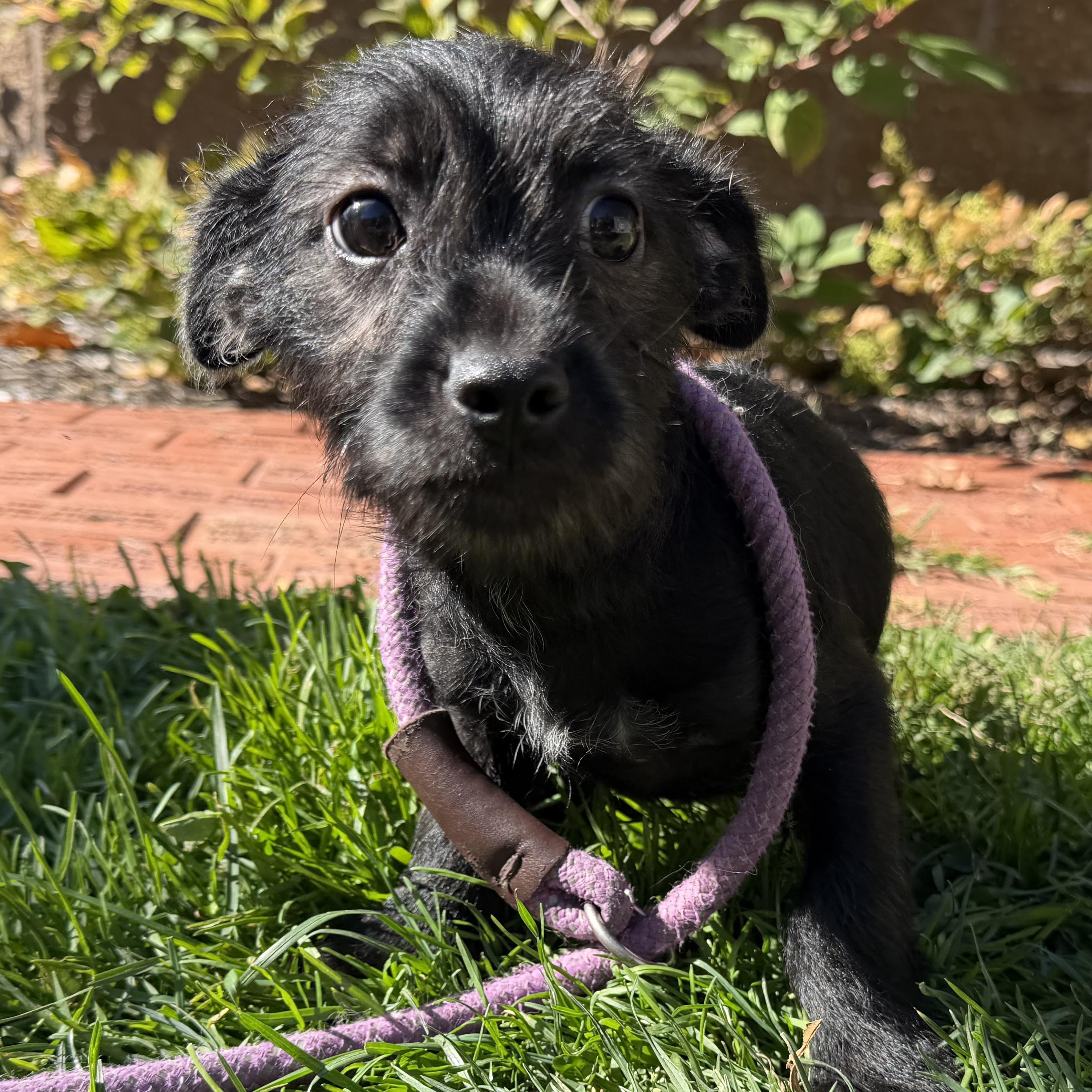 Enlarge Snape, a Adoptable mixed breed in Latrobe, PA image 4/5