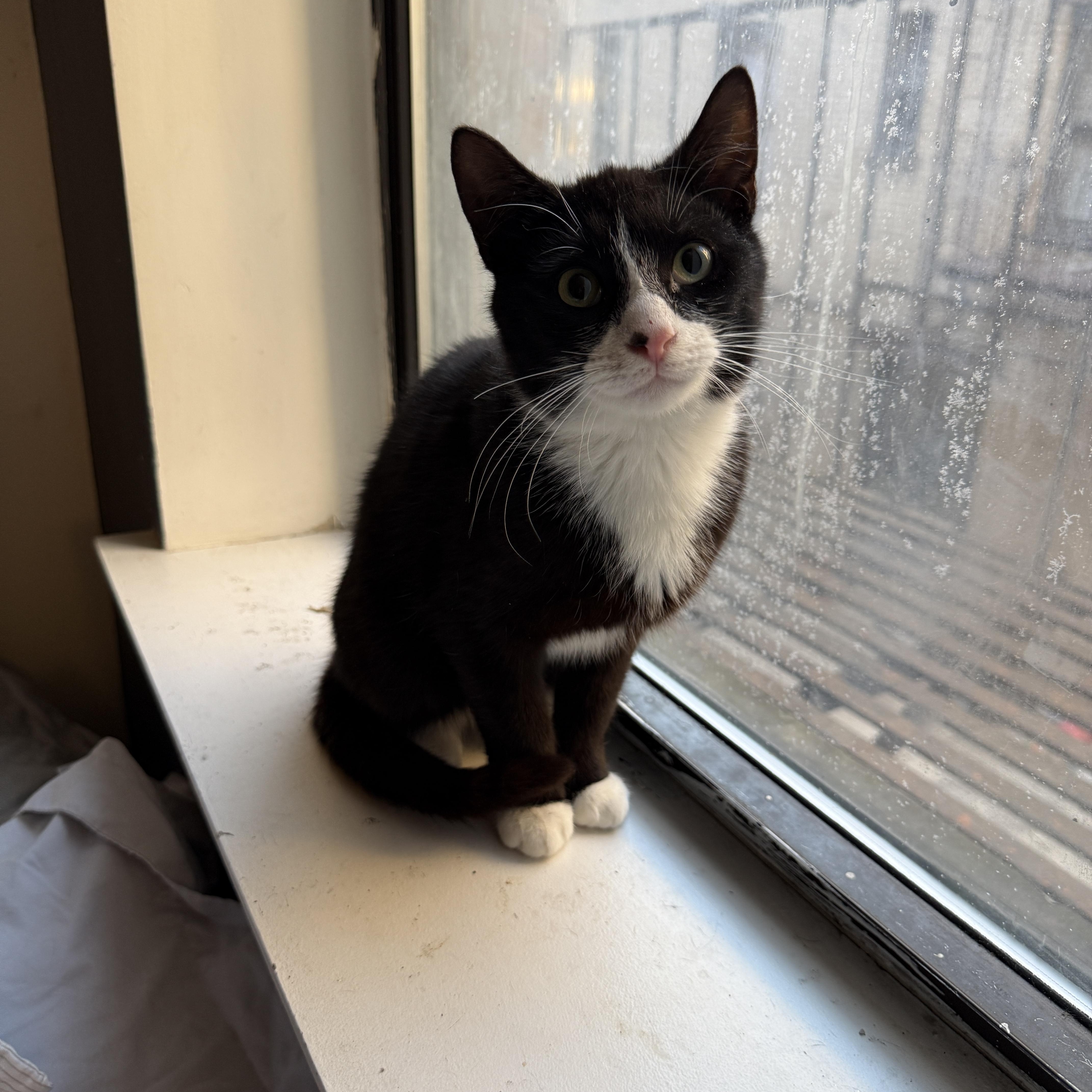 Blaze, Adoptable, Young Male Domestic Short Hair.