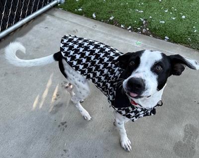 Enlarge Patches, a ADOPTABLE mixed breed in Long Beach, NY image 3/5