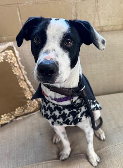 Enlarge Patches, a ADOPTABLE mixed breed in Long Beach, NY image 1/5