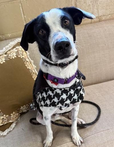 Enlarge Patches, a ADOPTABLE mixed breed in Long Beach, NY image 5/5