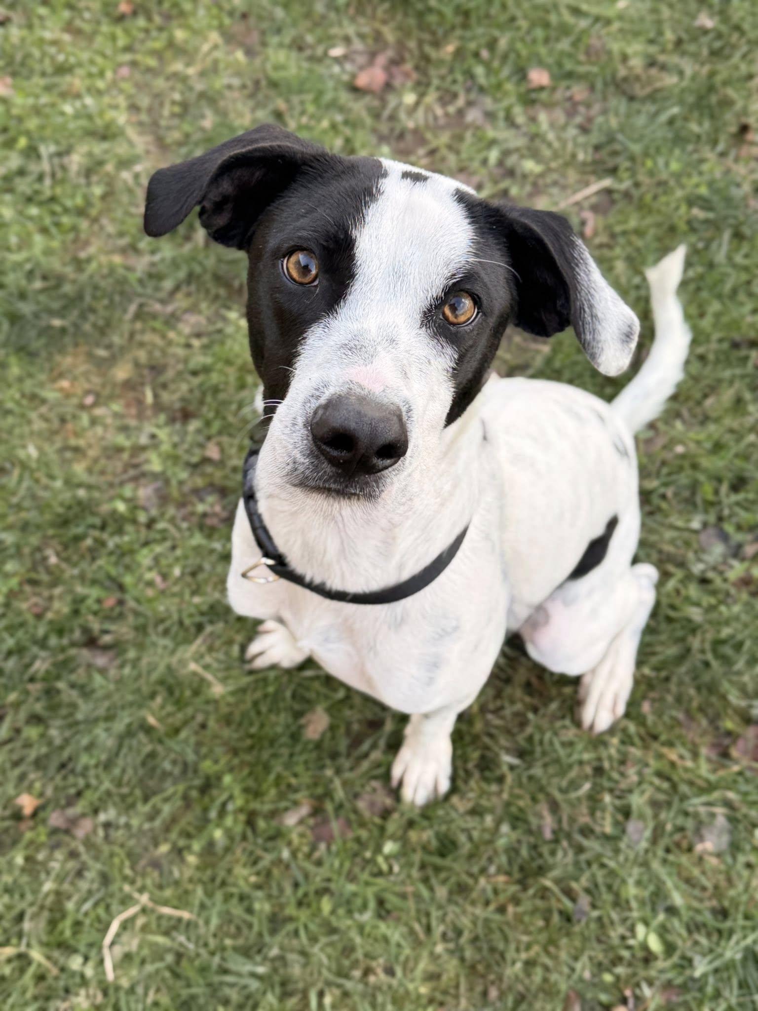 Enlarge Patches, a ADOPTABLE mixed breed in Long Beach, NY image 1/3