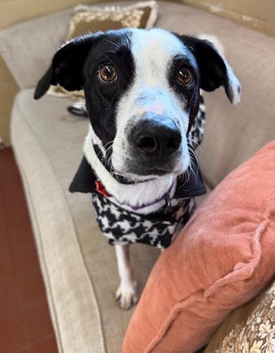 Enlarge Patches, a ADOPTABLE mixed breed in Long Beach, NY image 4/5