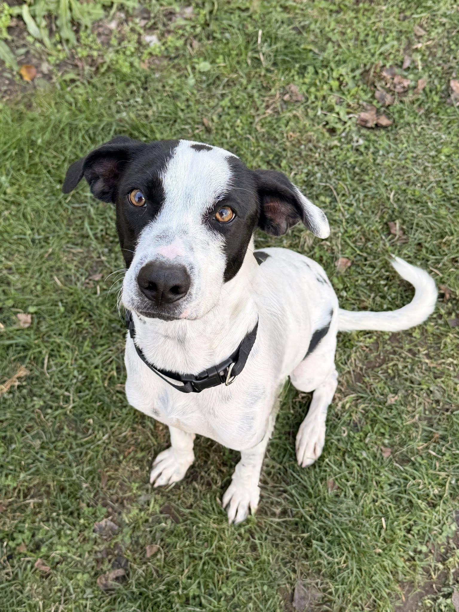 Patches, ADOPTABLE, Young Male Labrador Retriever & Hound.