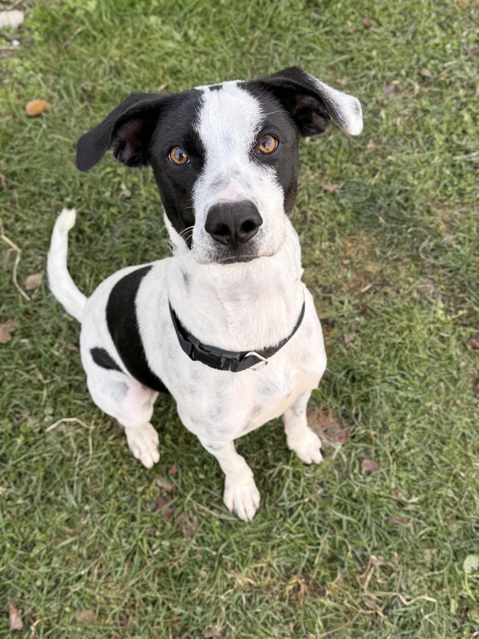 Enlarge Patches, a ADOPTABLE mixed breed in Long Beach, NY image 3/3