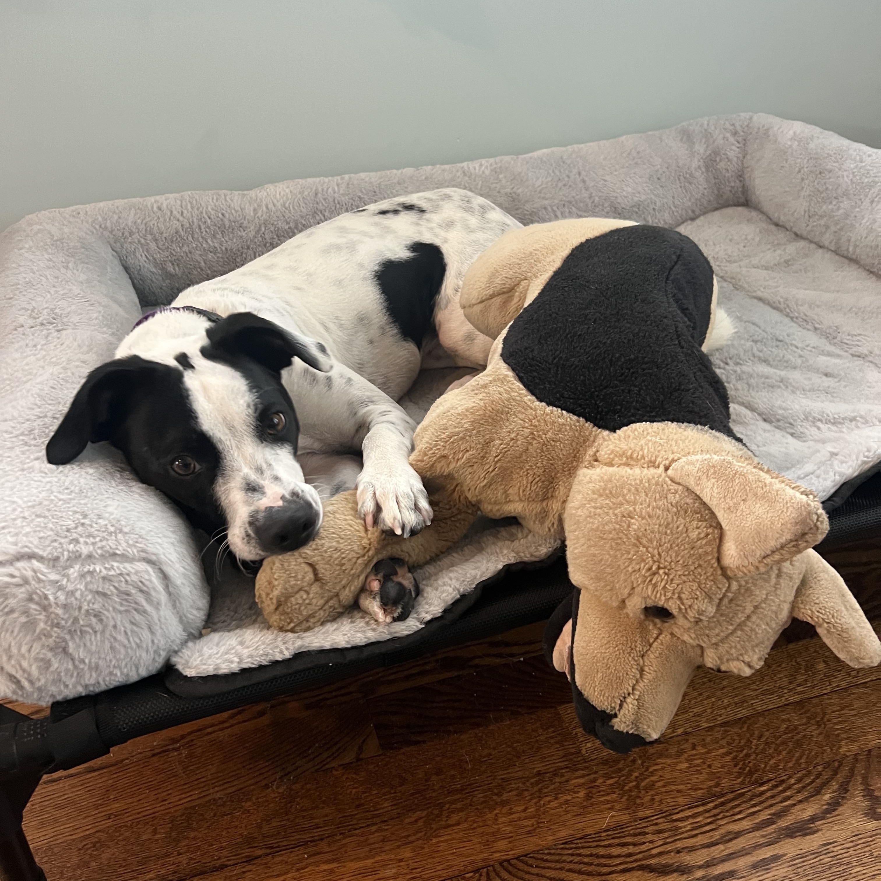 Enlarge Patches, a ADOPTABLE mixed breed in Long Beach, NY image 5/6