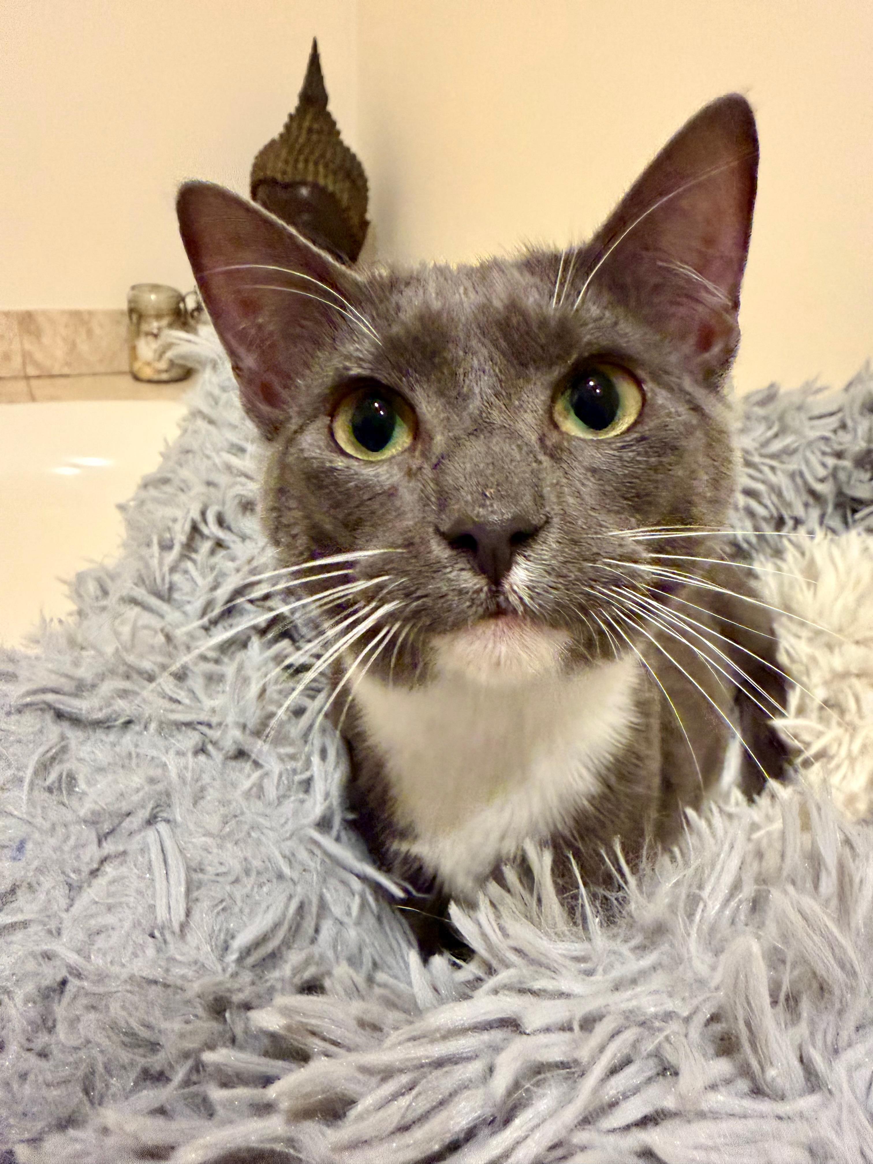 Enlarge Dakota, an adopted Domestic Short Hair in Manhasset, NY image 2/3