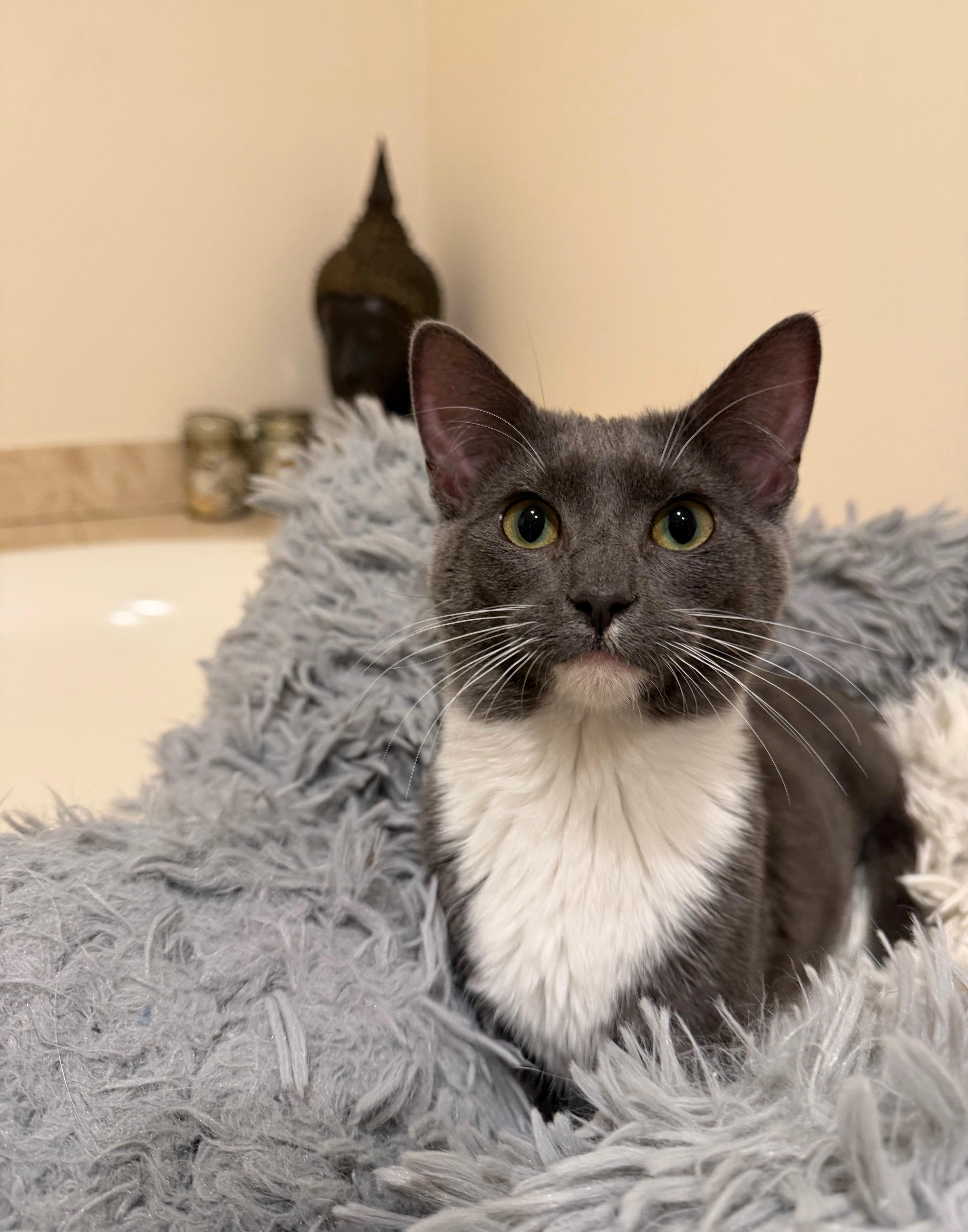 Enlarge Dakota, an adopted Domestic Short Hair in Manhasset, NY image 3/3