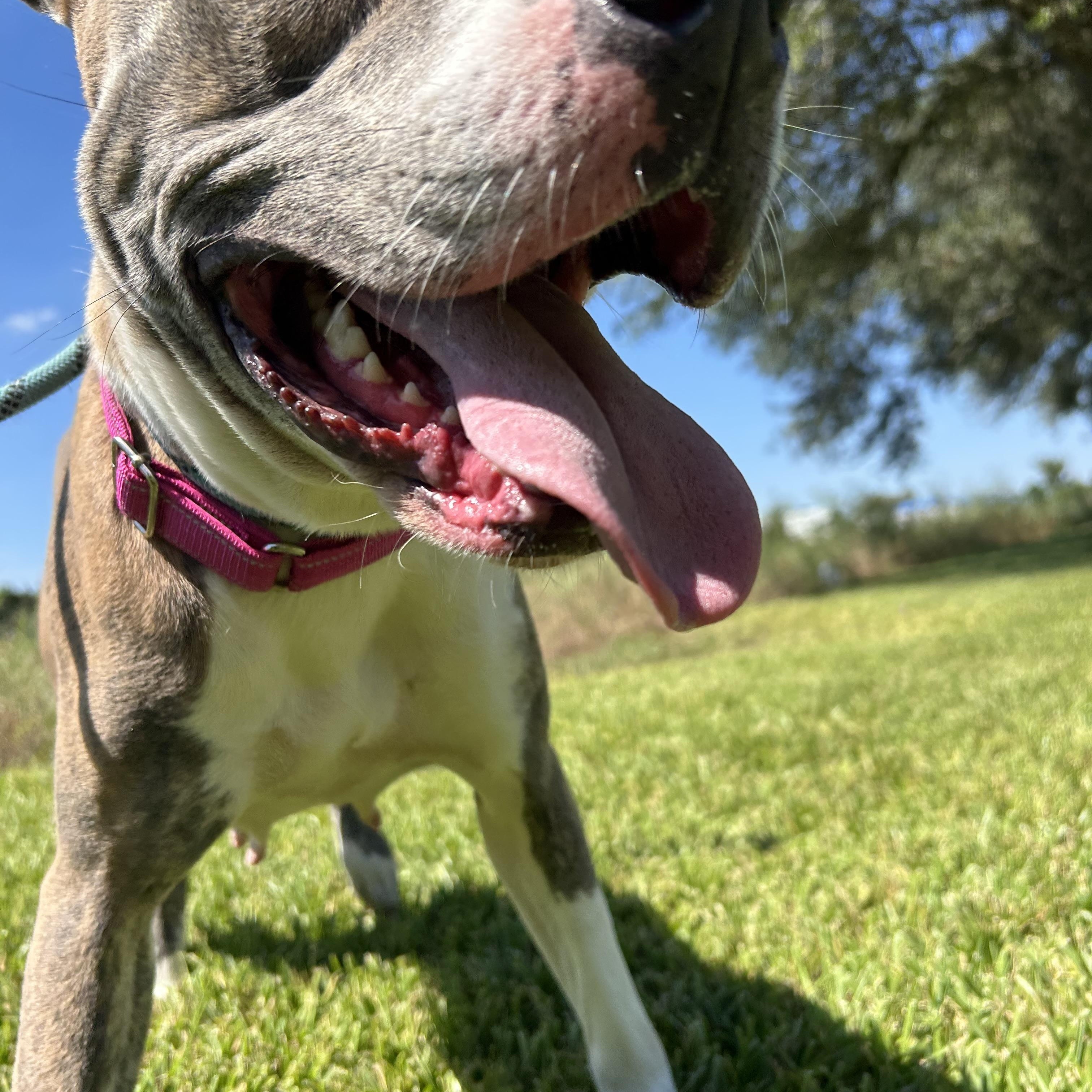 Momma, Adoptable, Adult Female Pit Bull Terrier.