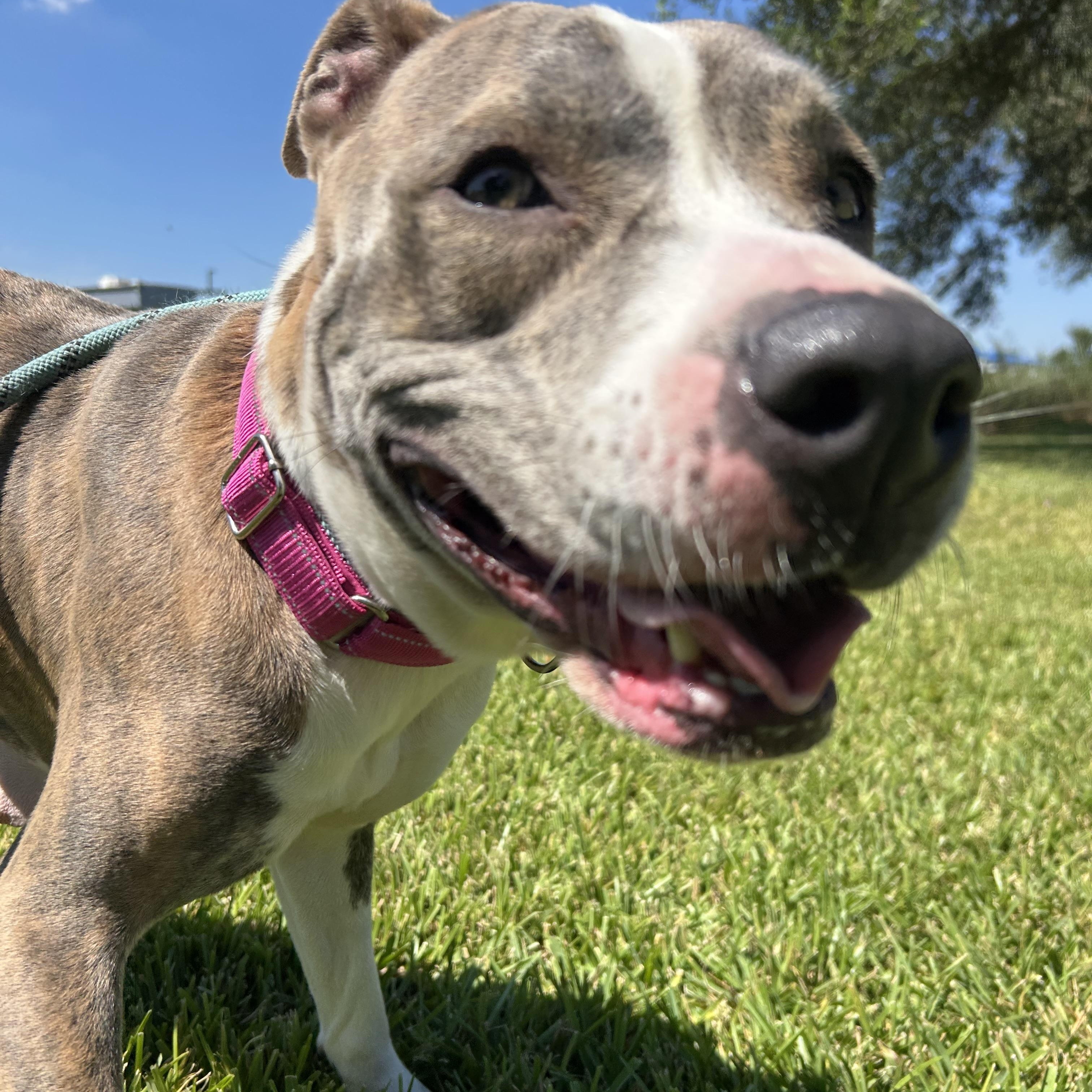 Enlarge Momma, a Adoptable mixed breed in Pearland, TX image 3/5