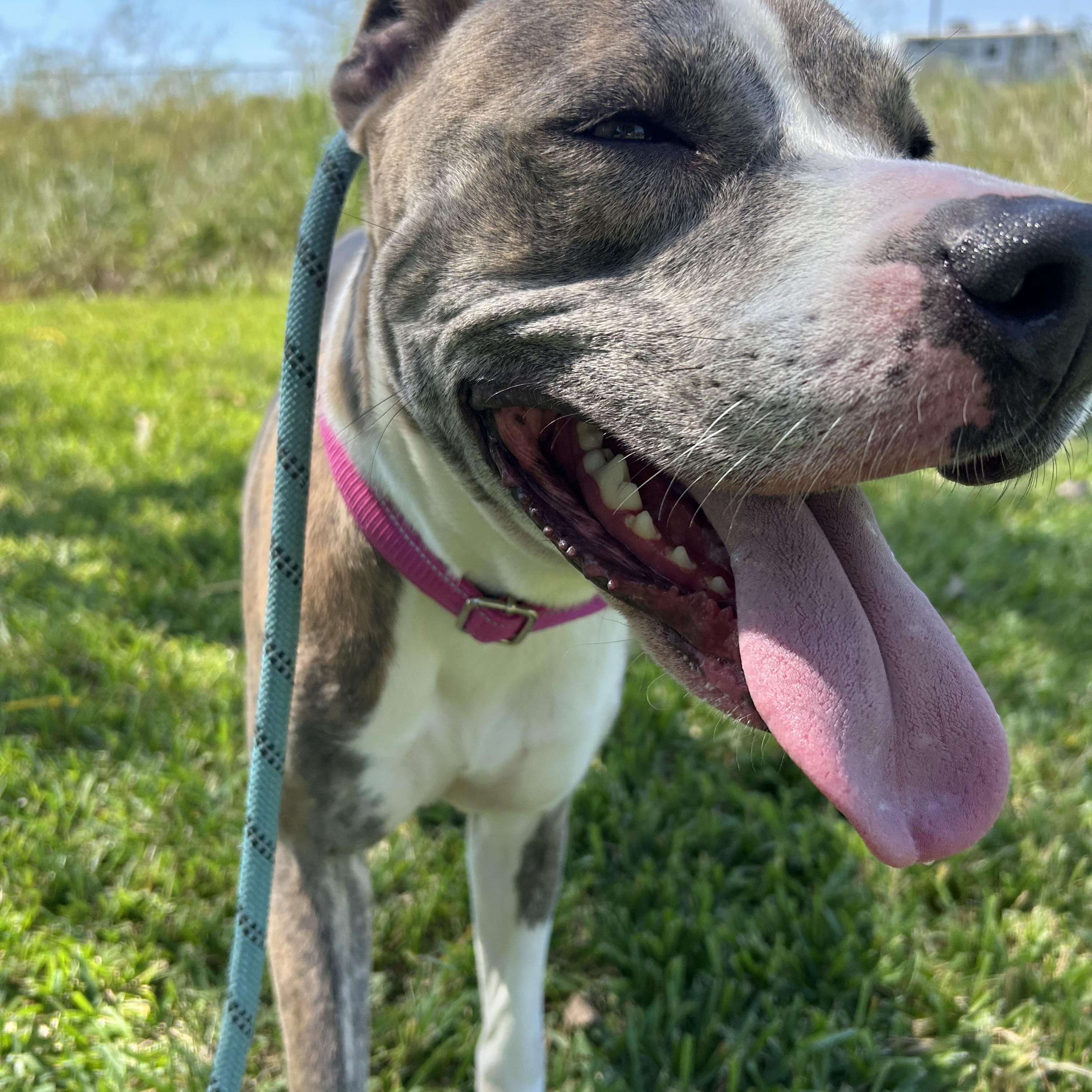 Enlarge Momma, a Adoptable mixed breed in Pearland, TX image 4/5