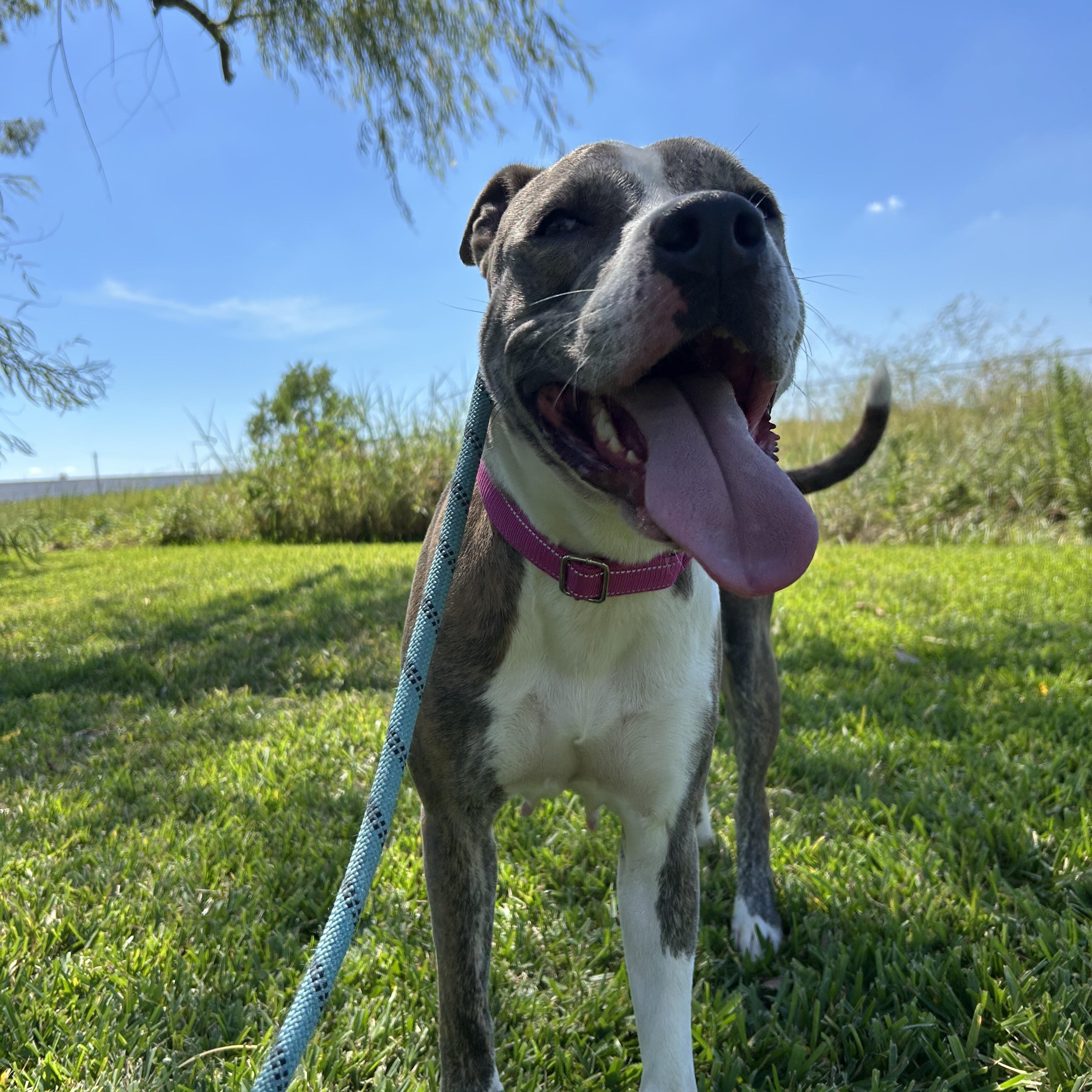 Enlarge Momma, a Adoptable mixed breed in Pearland, TX image 5/5