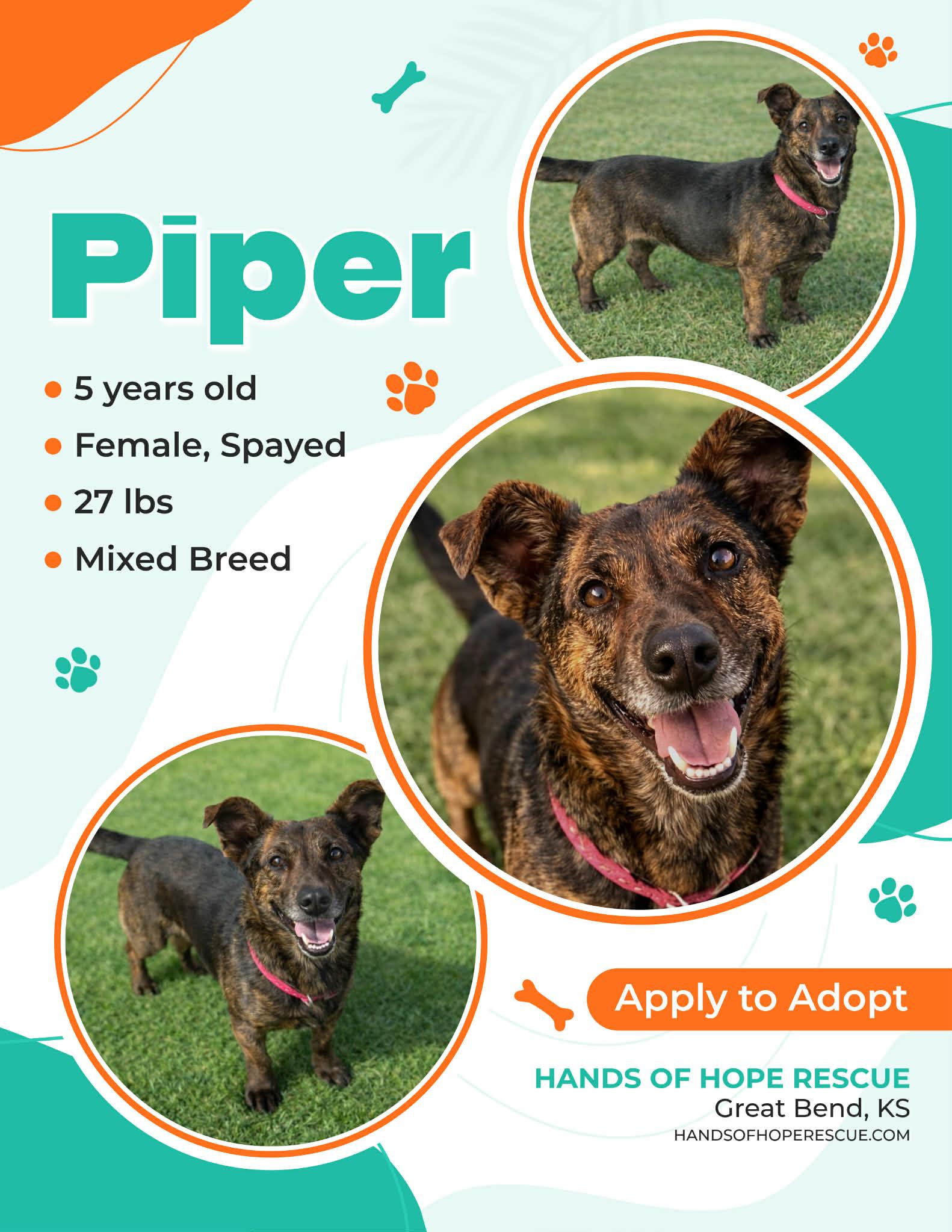 Enlarge PIPER, a ADOPTABLE mixed breed in Great Bend, KS image 2/2