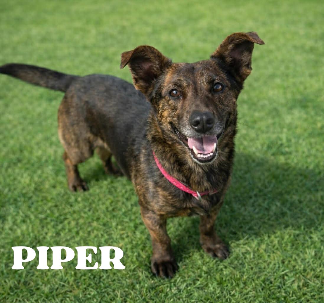 Enlarge PIPER, a ADOPTABLE mixed breed in Great Bend, KS image 1/2