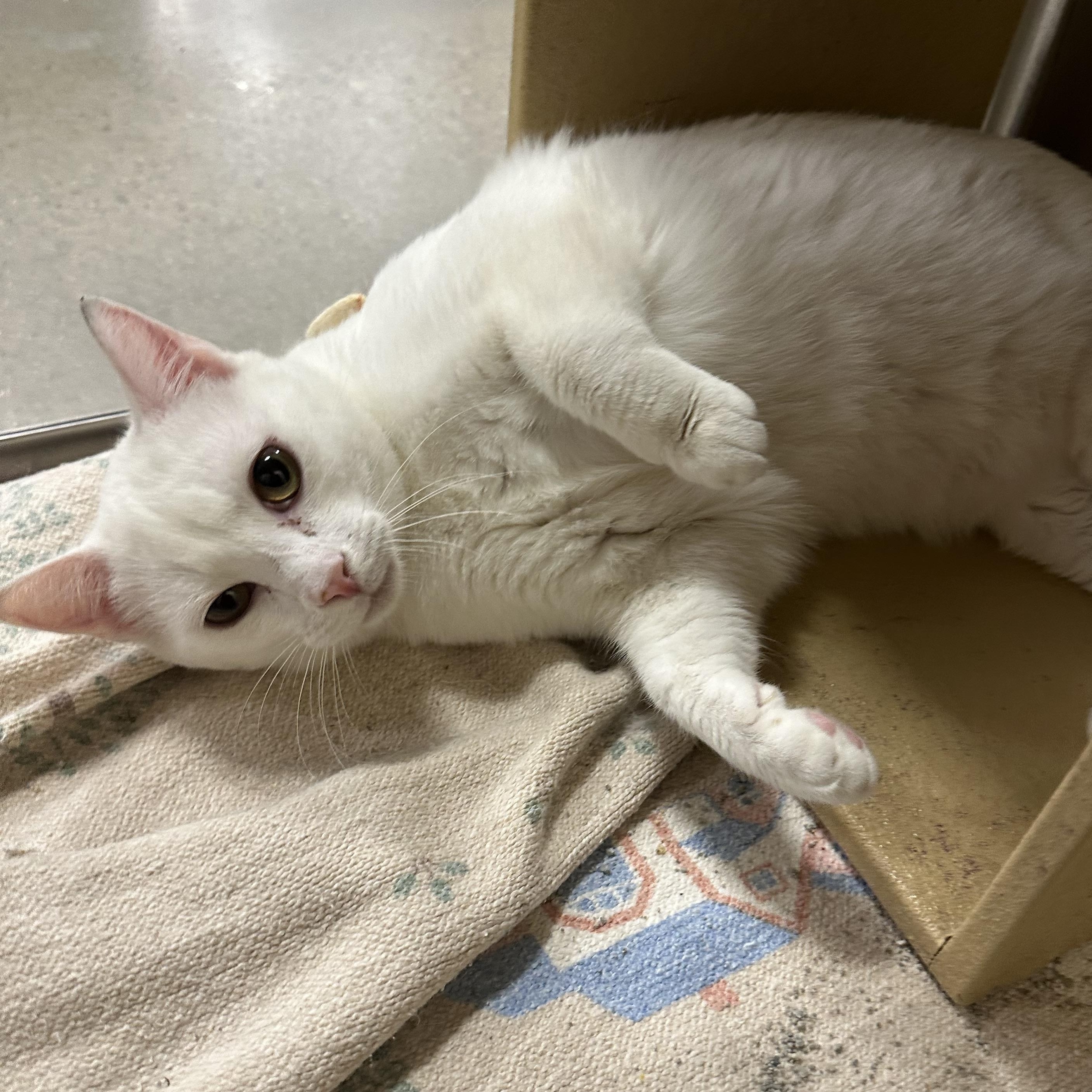 Enlarge Barney, a ADOPTABLE Domestic Short Hair in Missoula, MT image 1/1