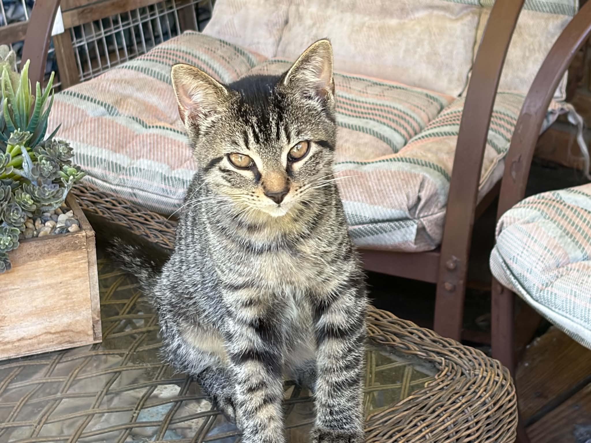 Enlarge Ian, a Adoptable Tabby in Beckley, WV image 2/2