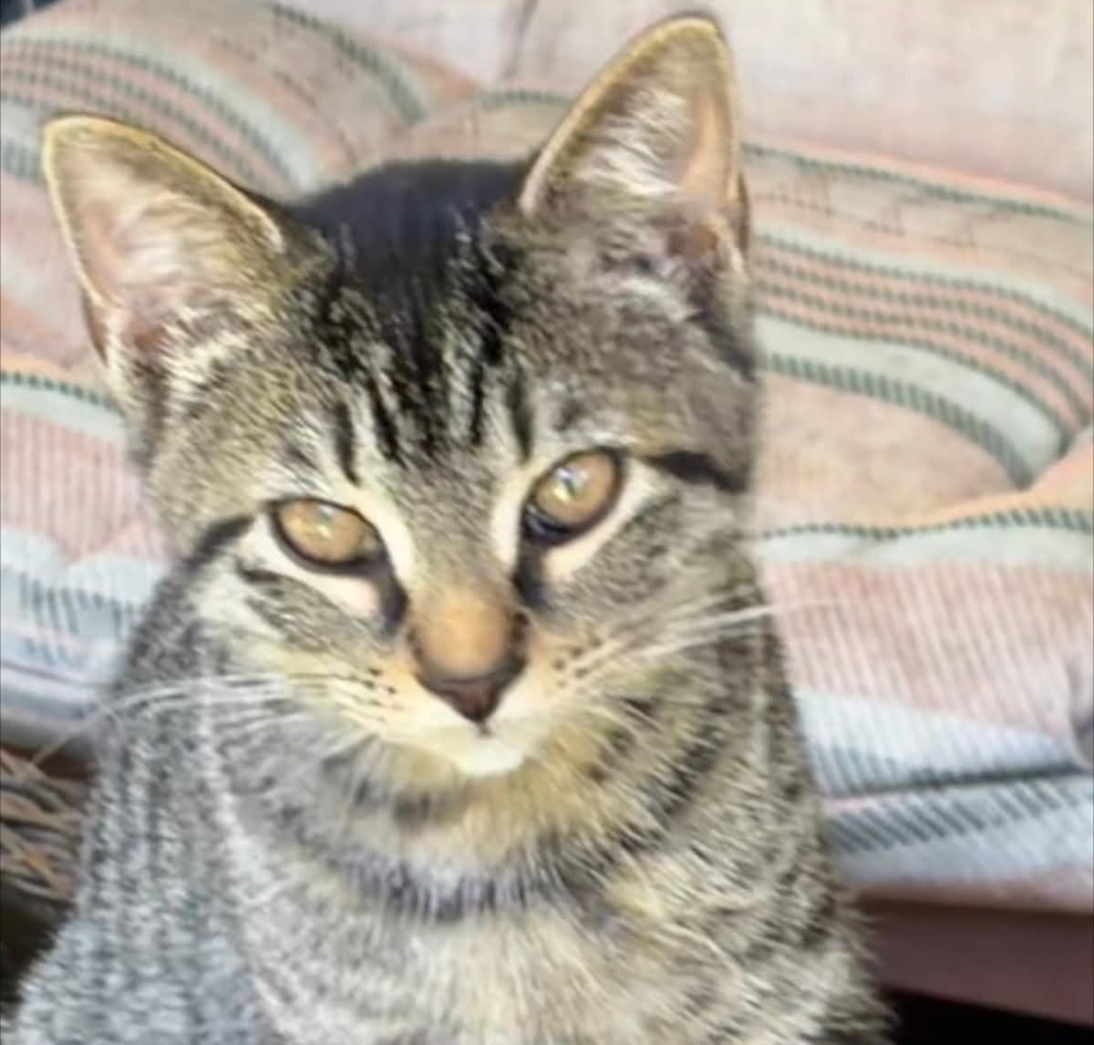 Ian, Adoptable, Kitten Male Tabby.