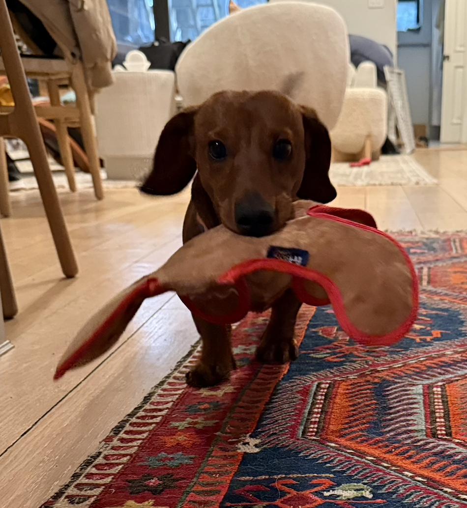 Enlarge Otto Von Bam Bam III, a Adopted Dachshund in West Columbia, SC image 1/1