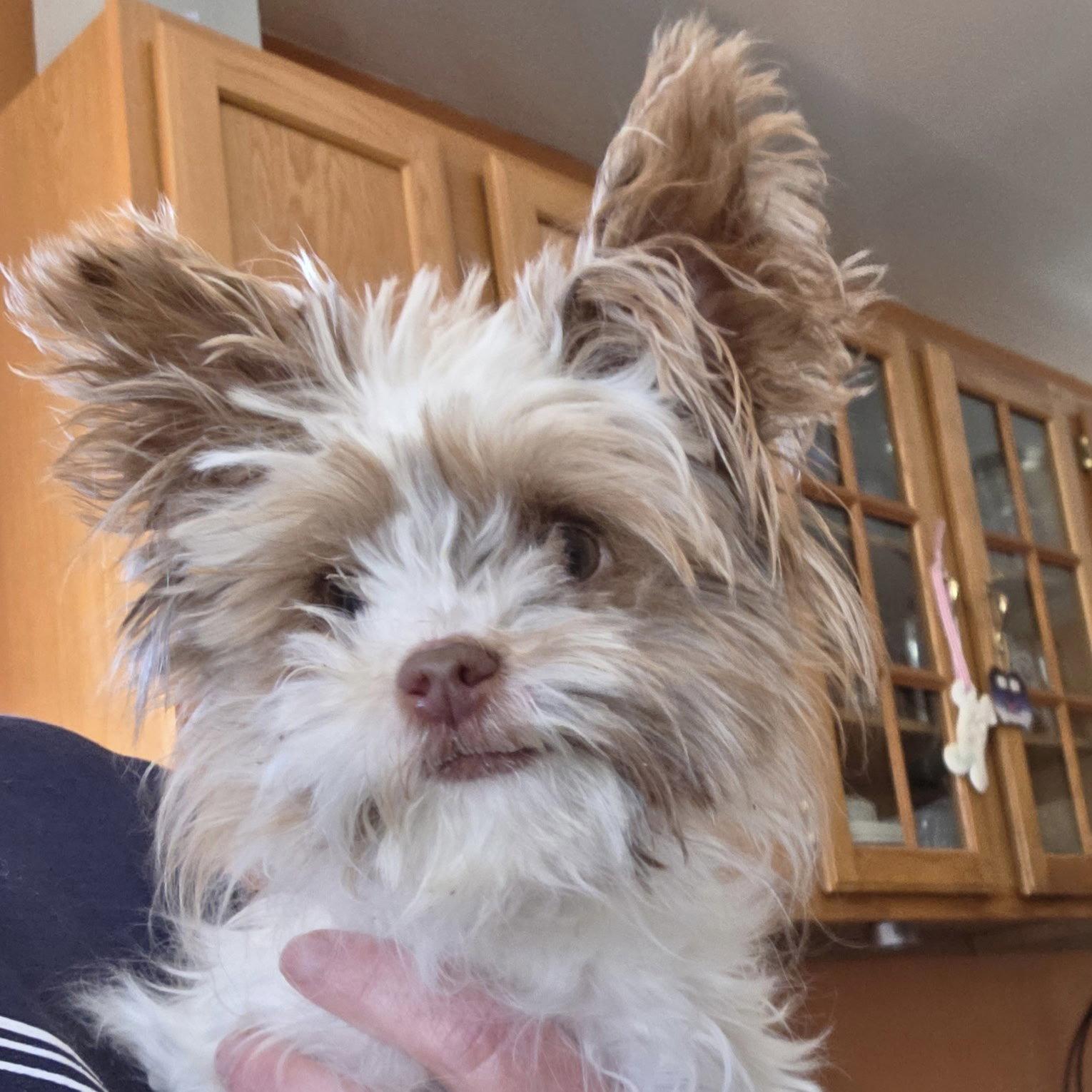 Enlarge Tinkerbelle, a Adoptable Yorkshire Terrier in Berlin, NJ image 1/1
